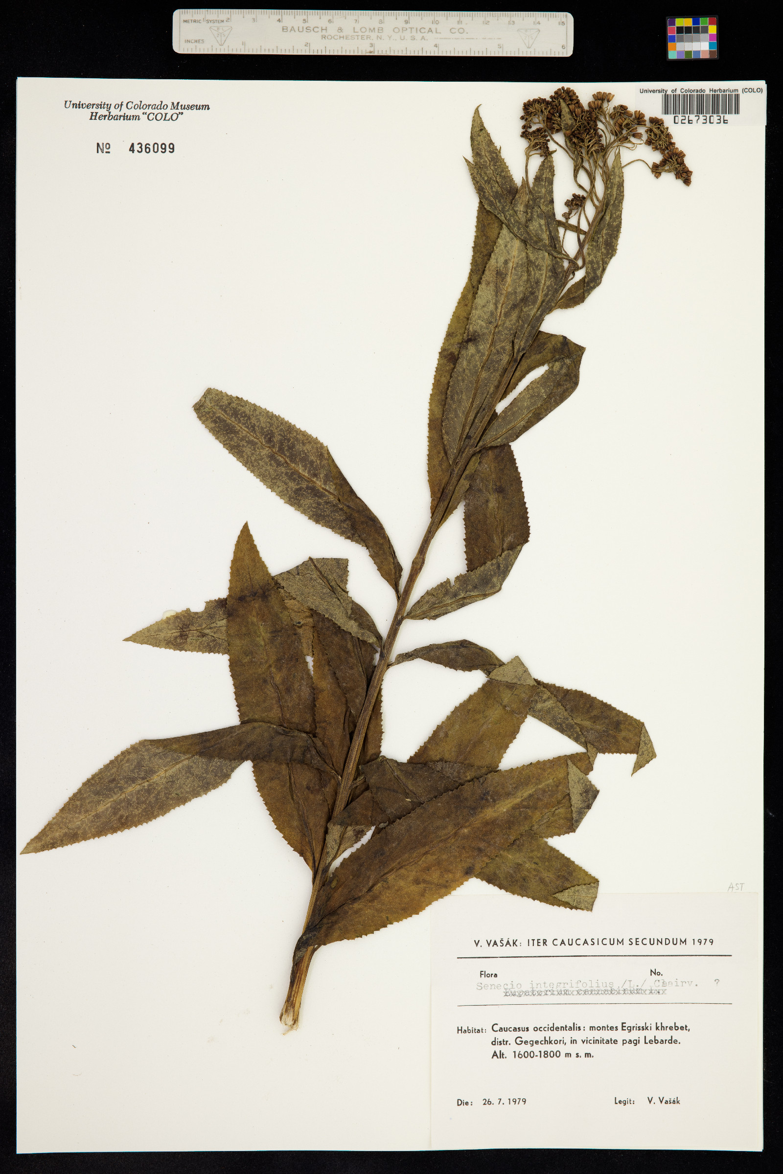 Tephroseris integrifolia image