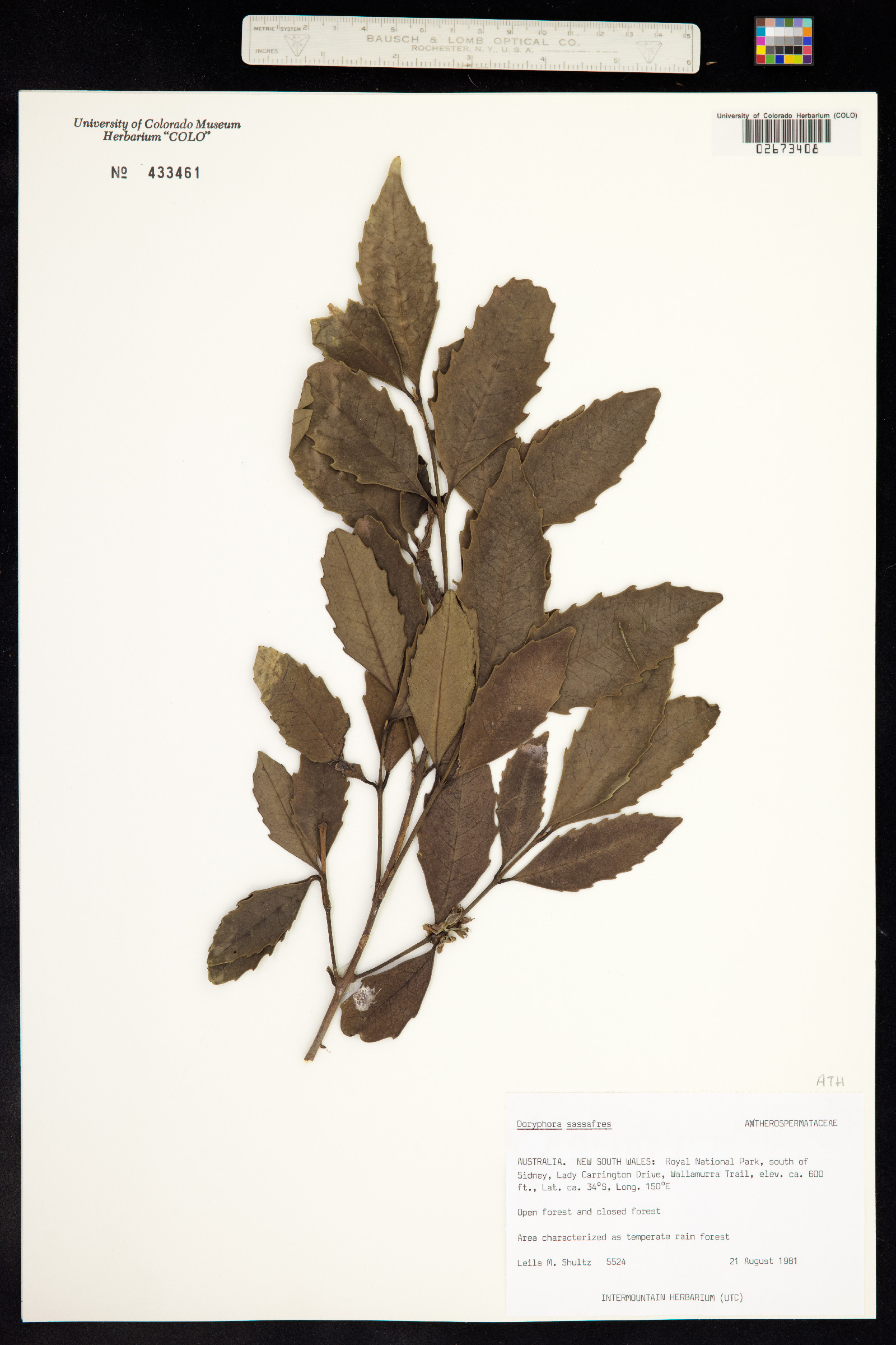 Doryphora sassafras image