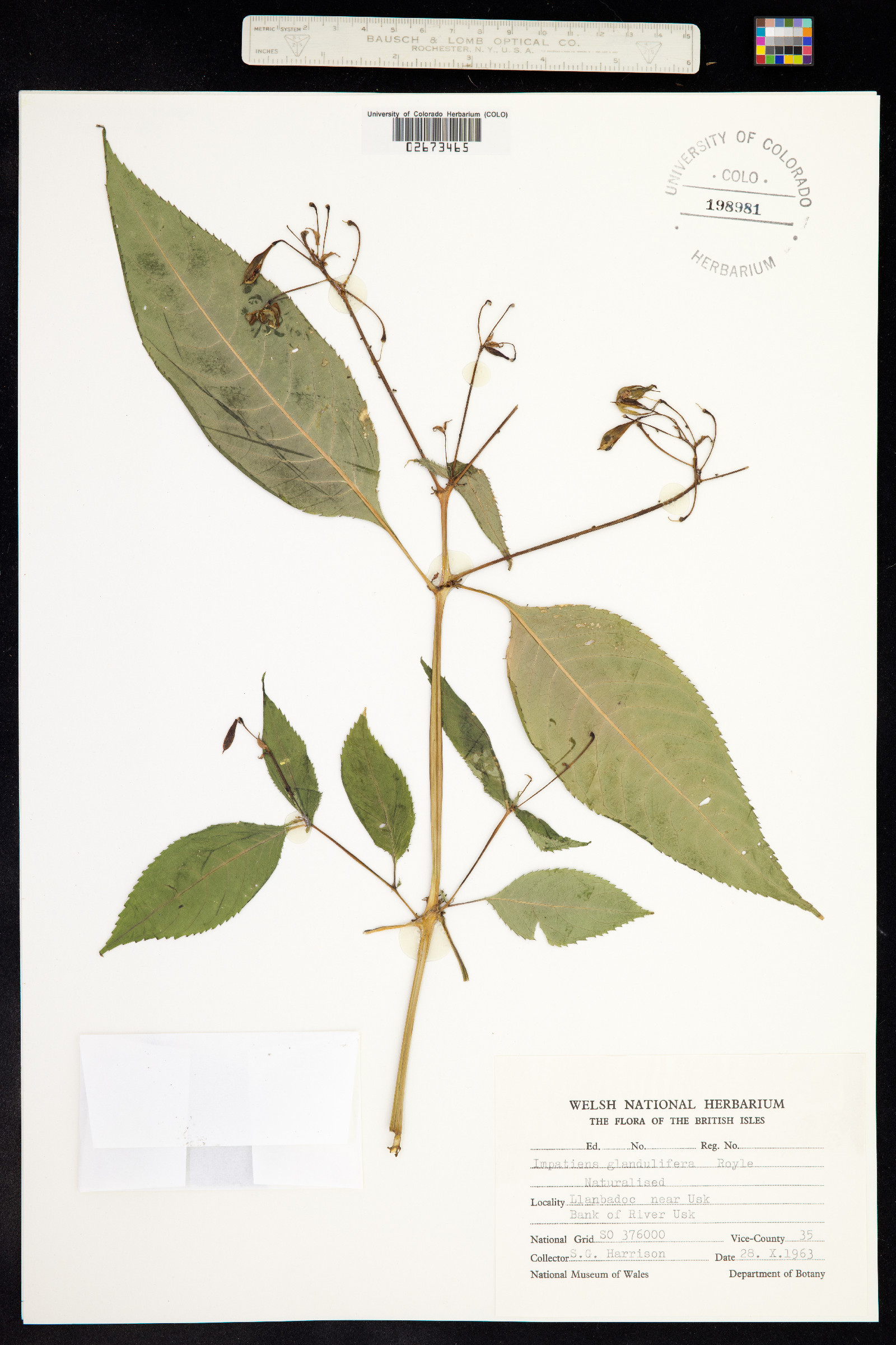 Impatiens glandulifera image