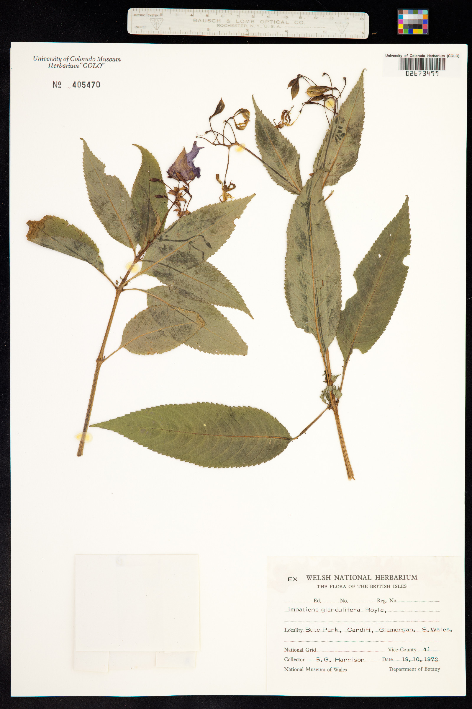 Impatiens glandulifera image