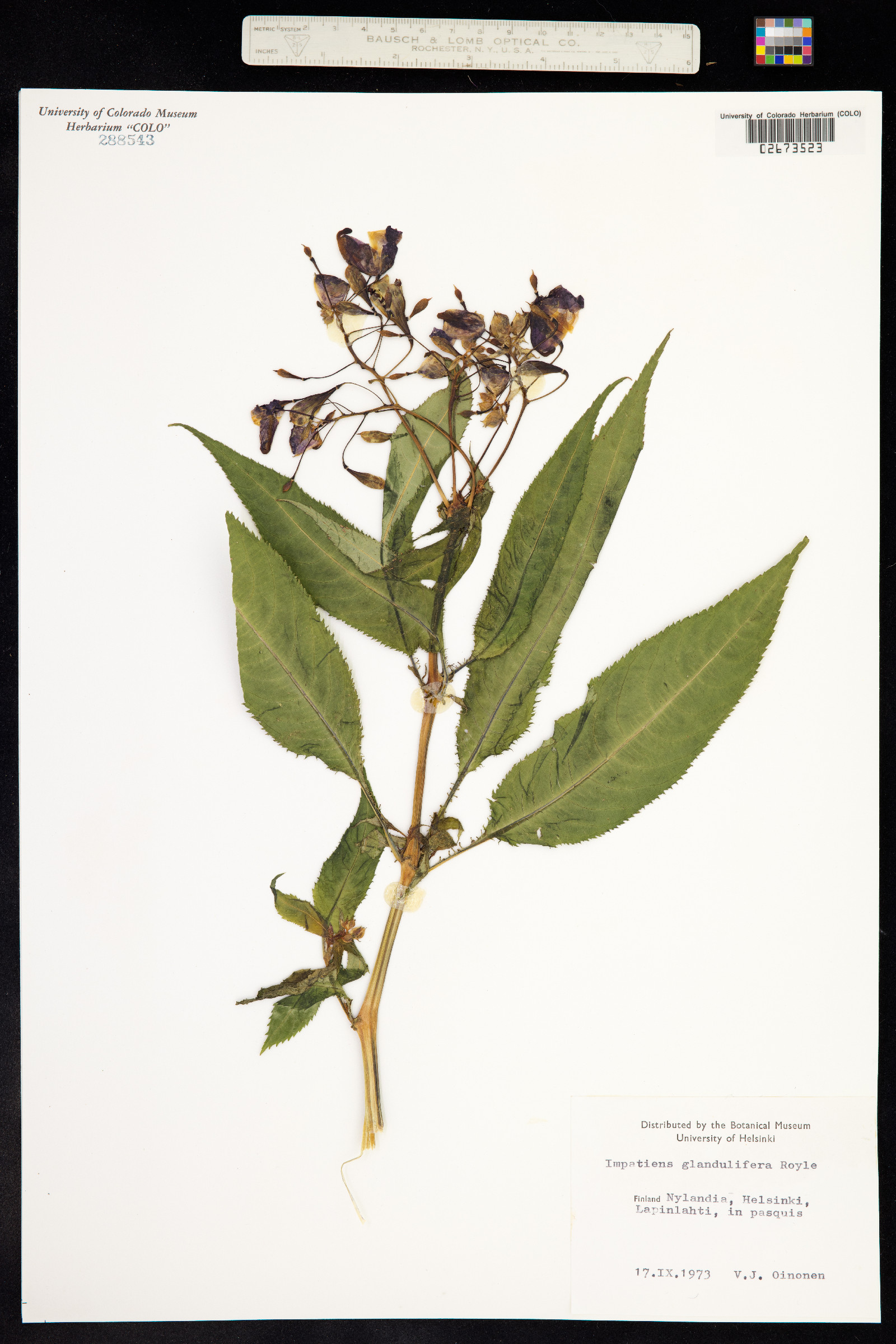 Impatiens glandulifera image