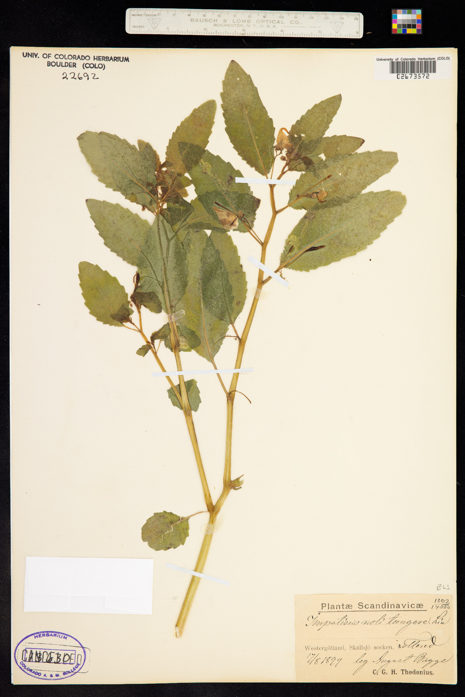 Impatiens noli-tangere image