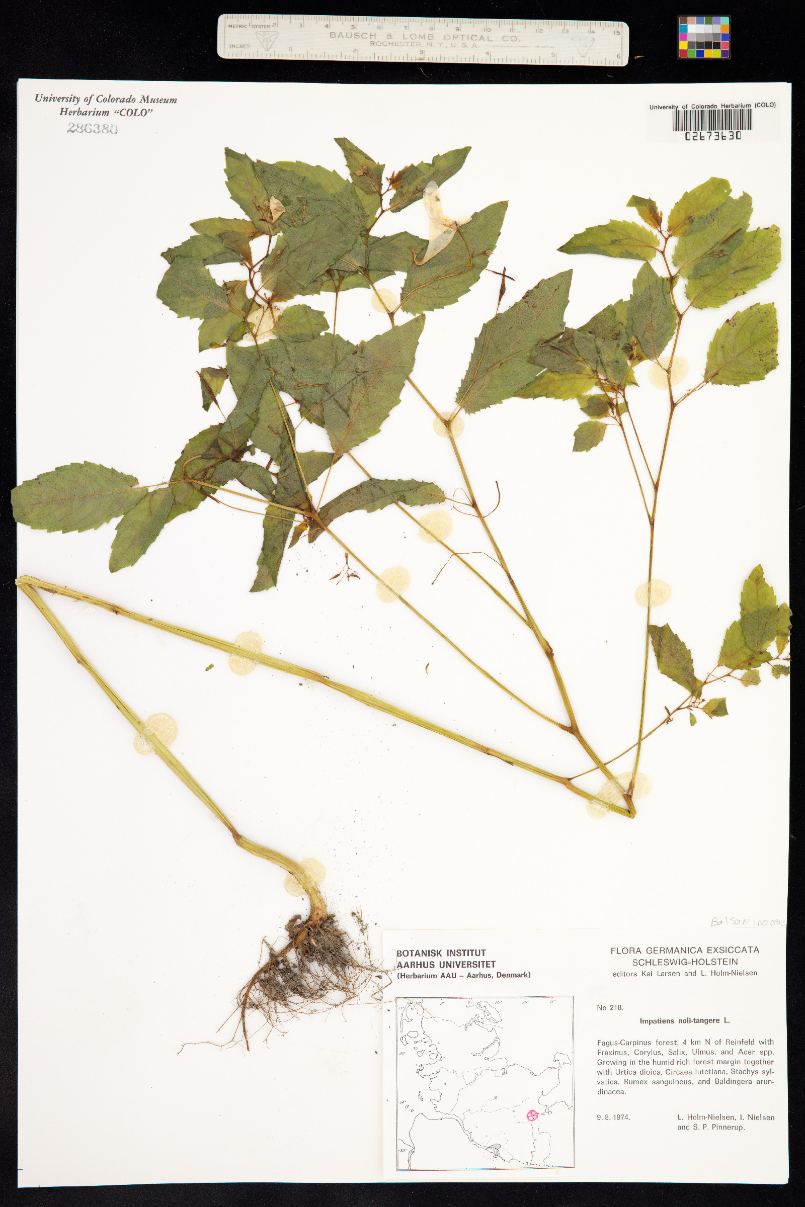 Impatiens noli-tangere image