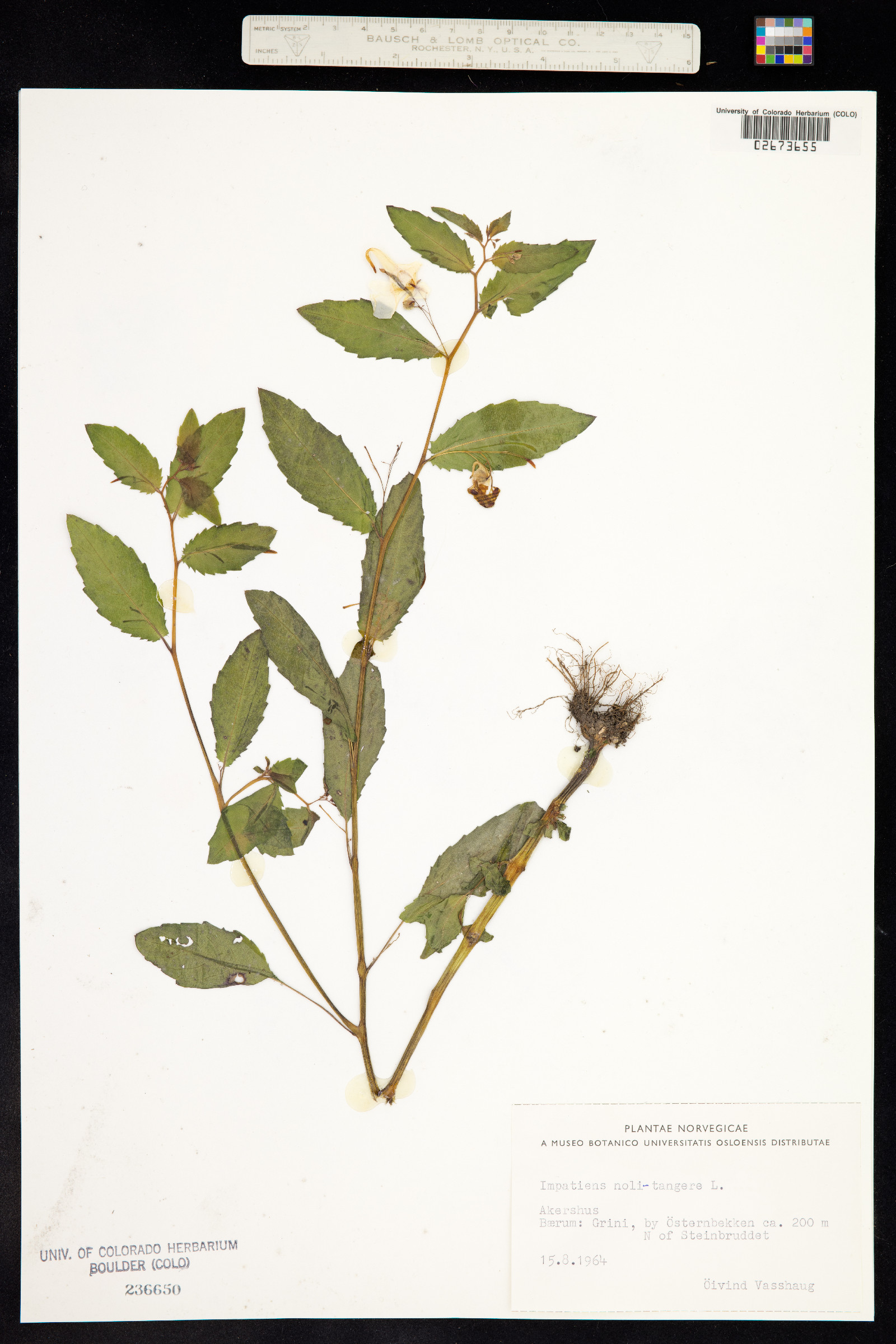 Impatiens noli-tangere image