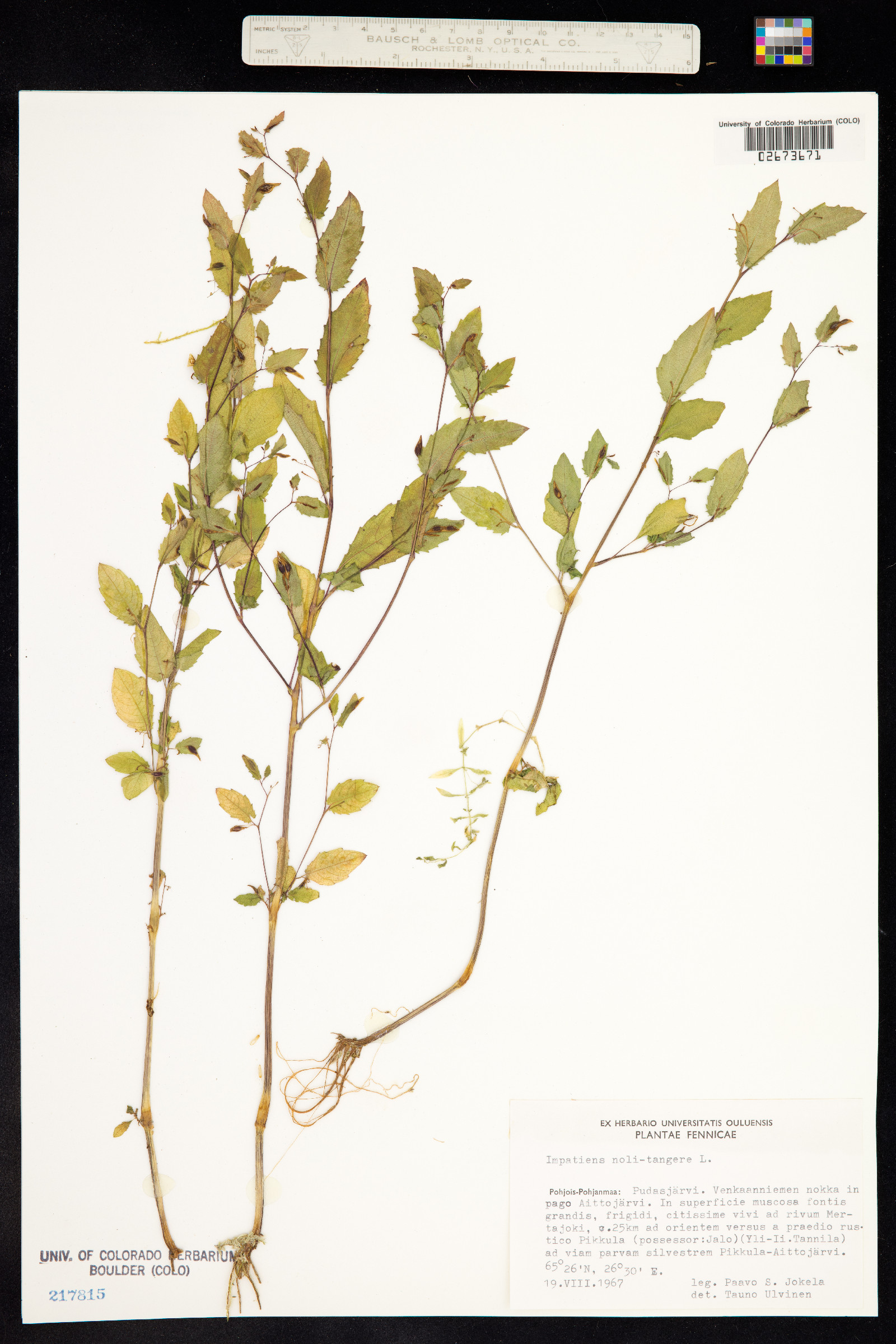Impatiens noli-tangere image