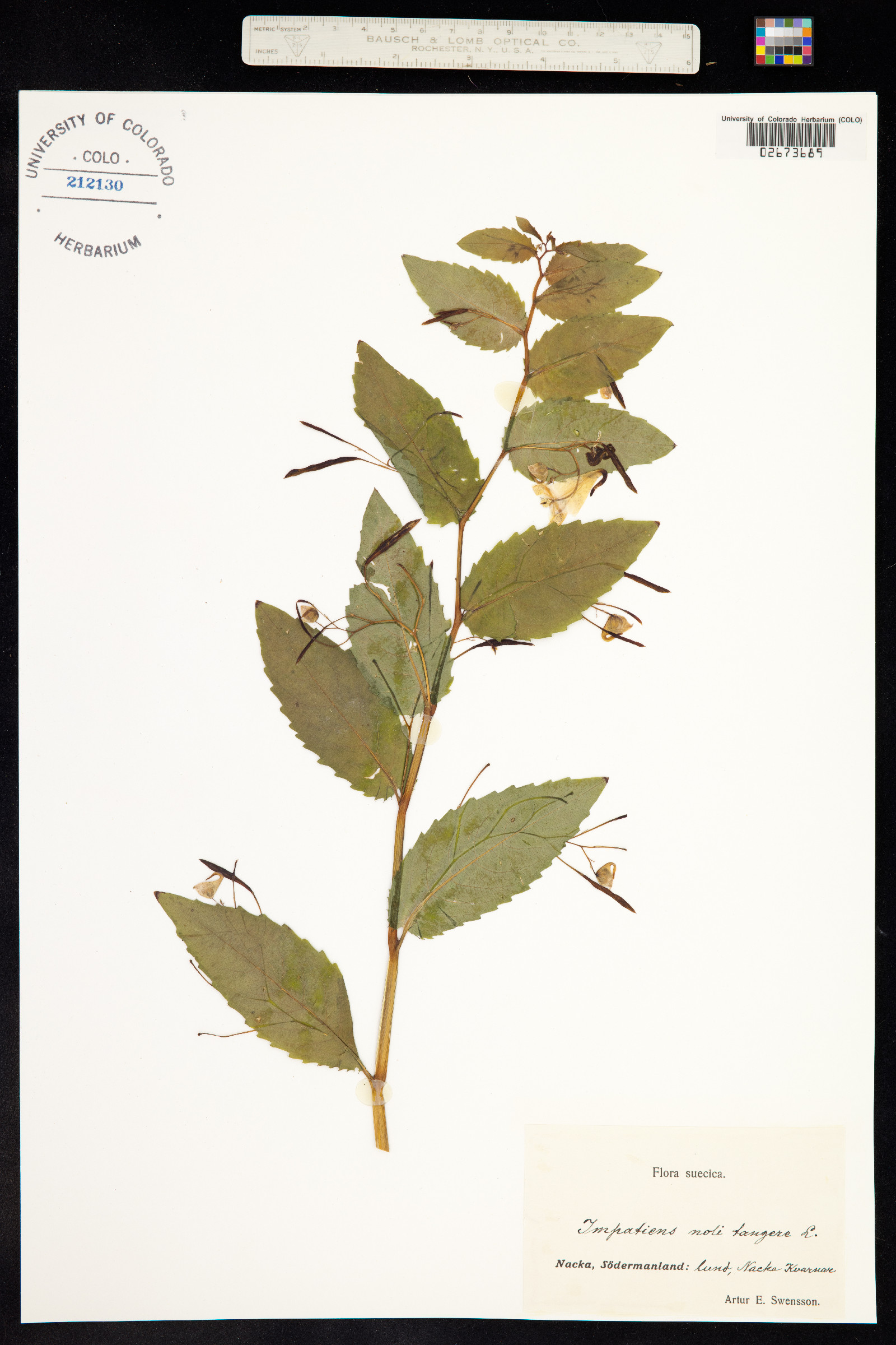 Impatiens noli-tangere image