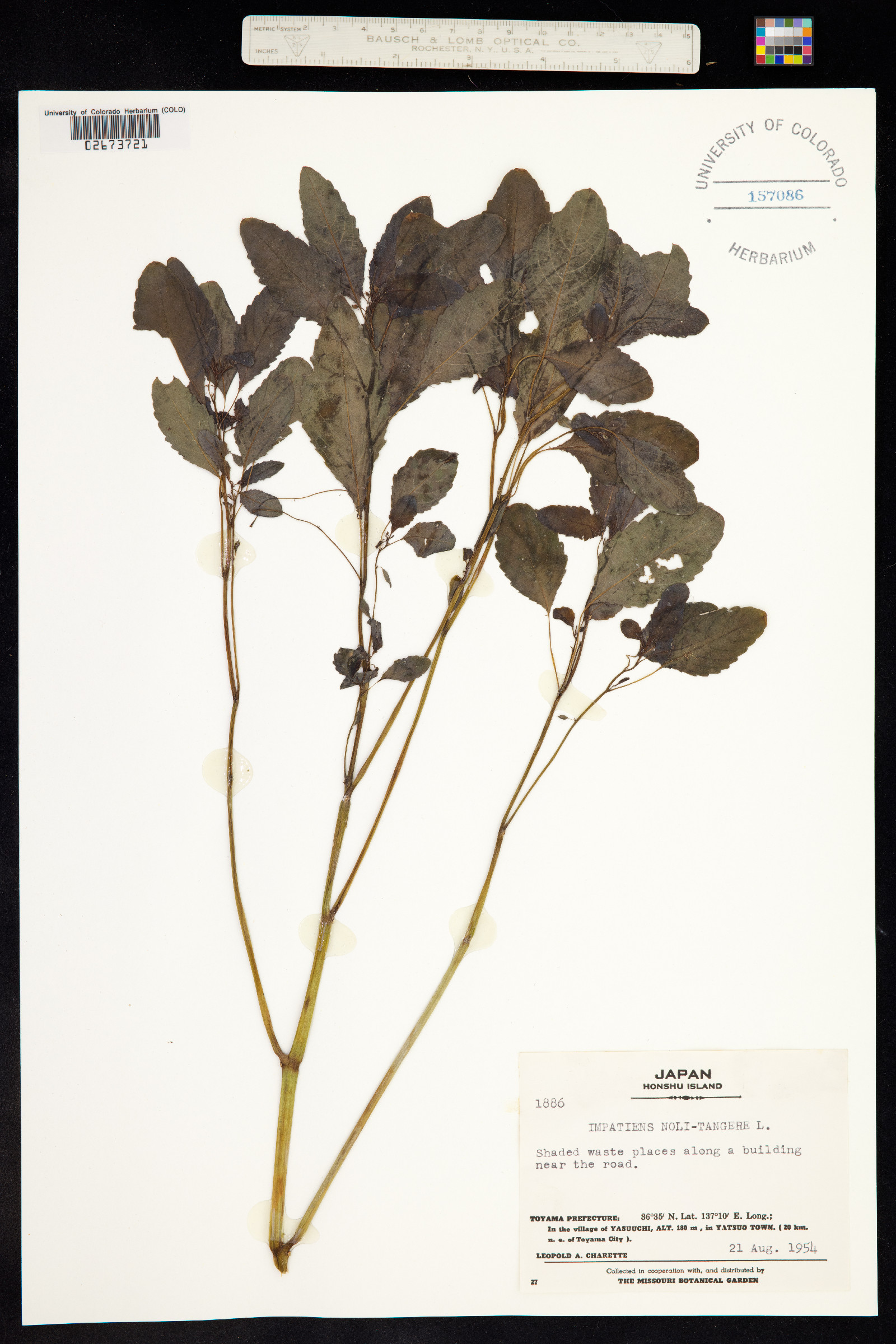 Impatiens noli-tangere image