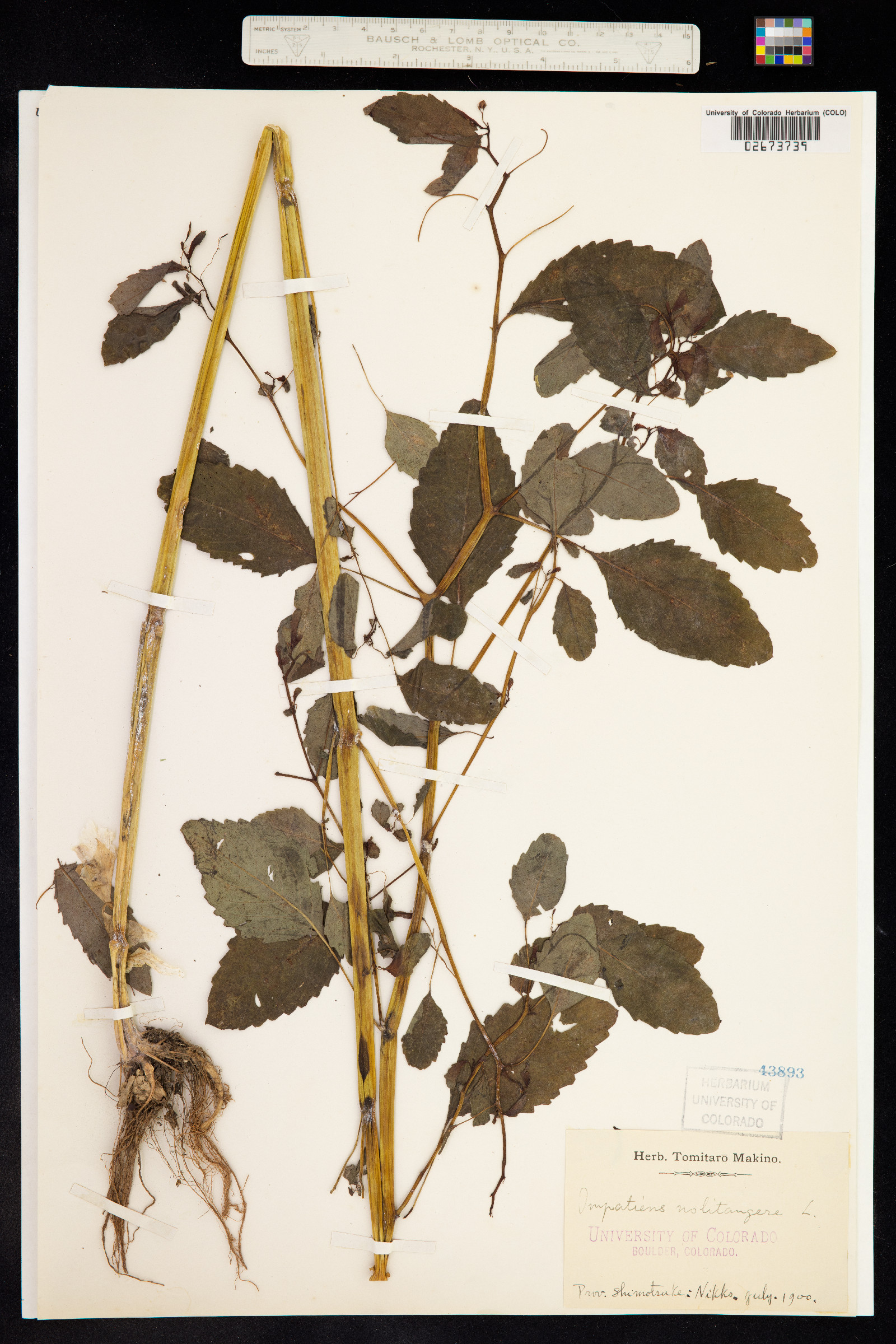 Impatiens noli-tangere image