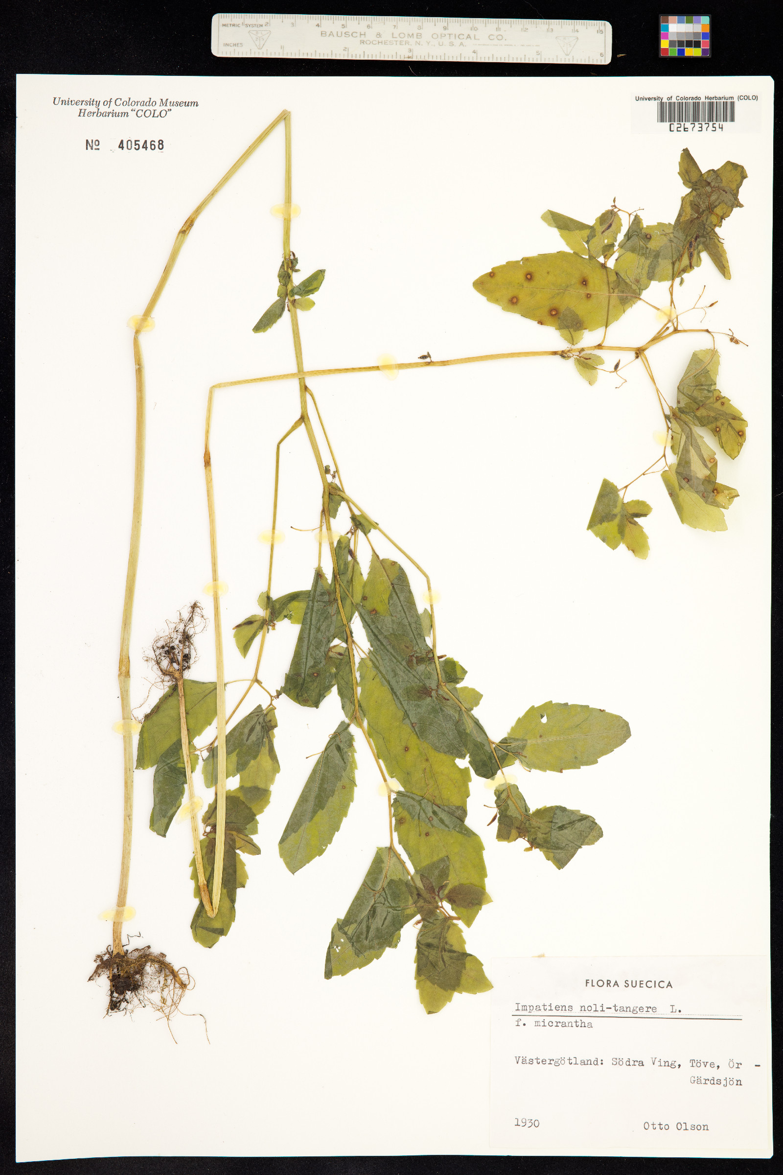 Impatiens noli-tangere image