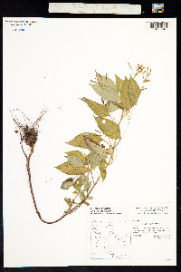 Image of Impatiens parviflora