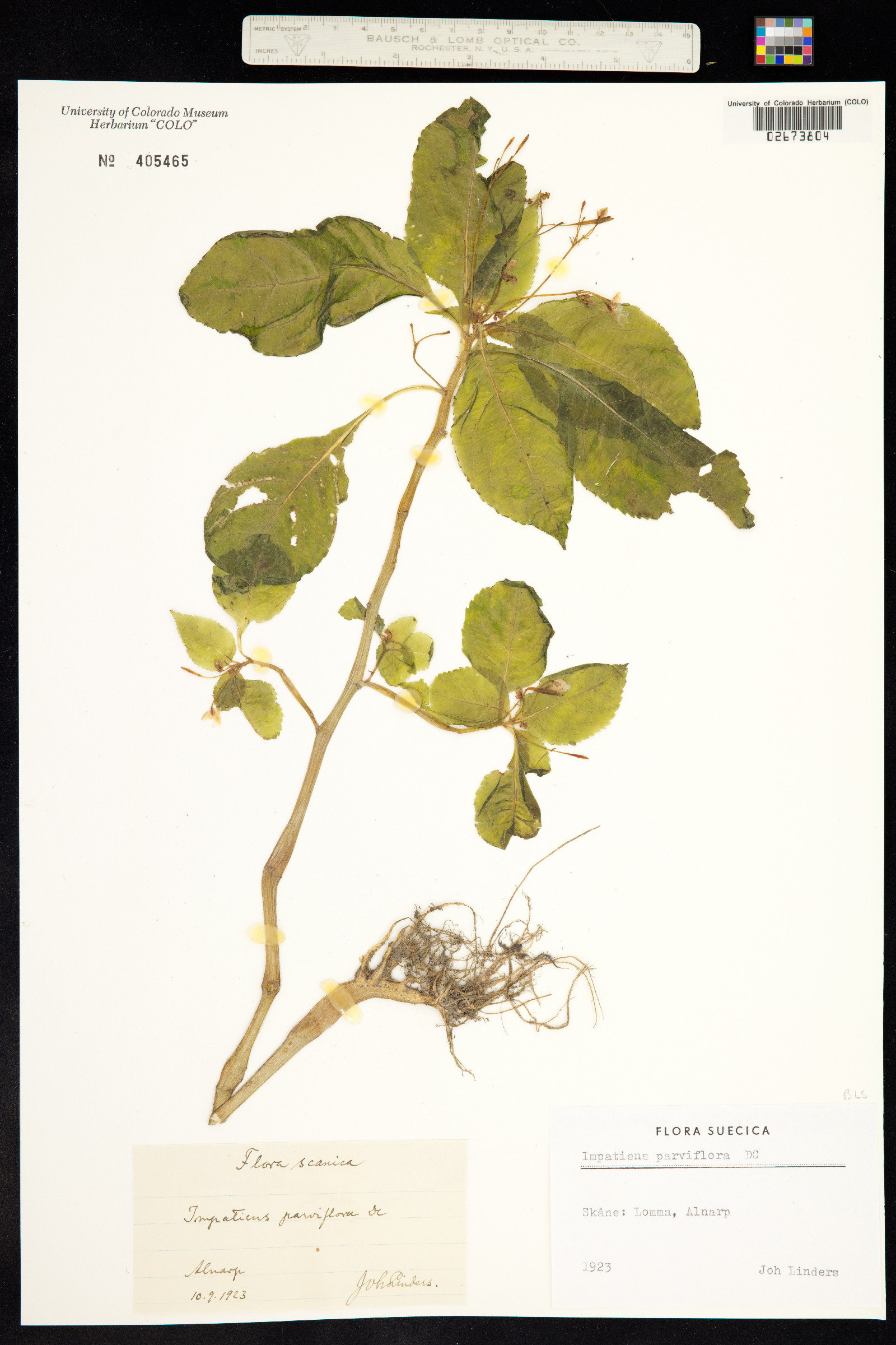 Impatiens parviflora image
