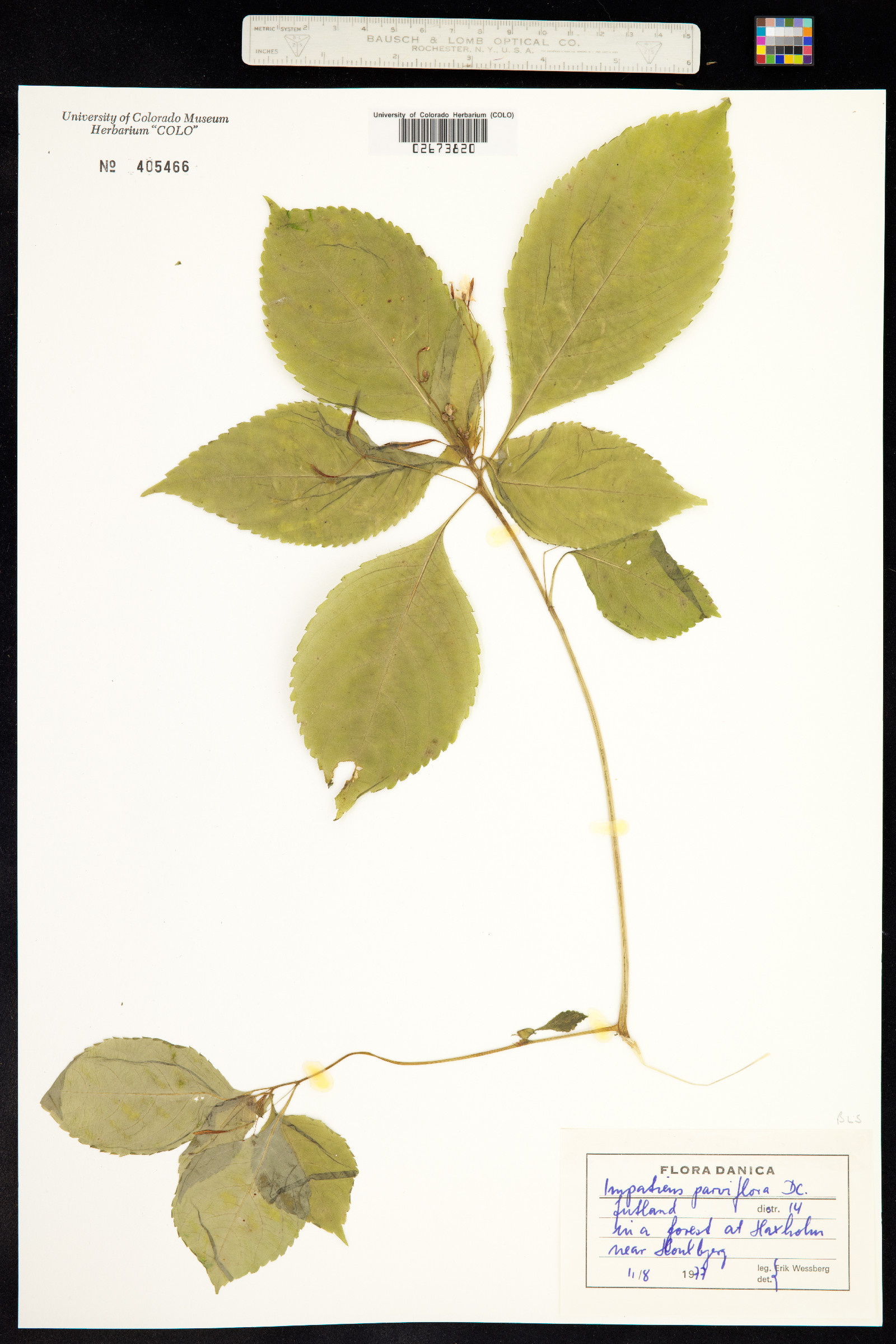 Impatiens parviflora image