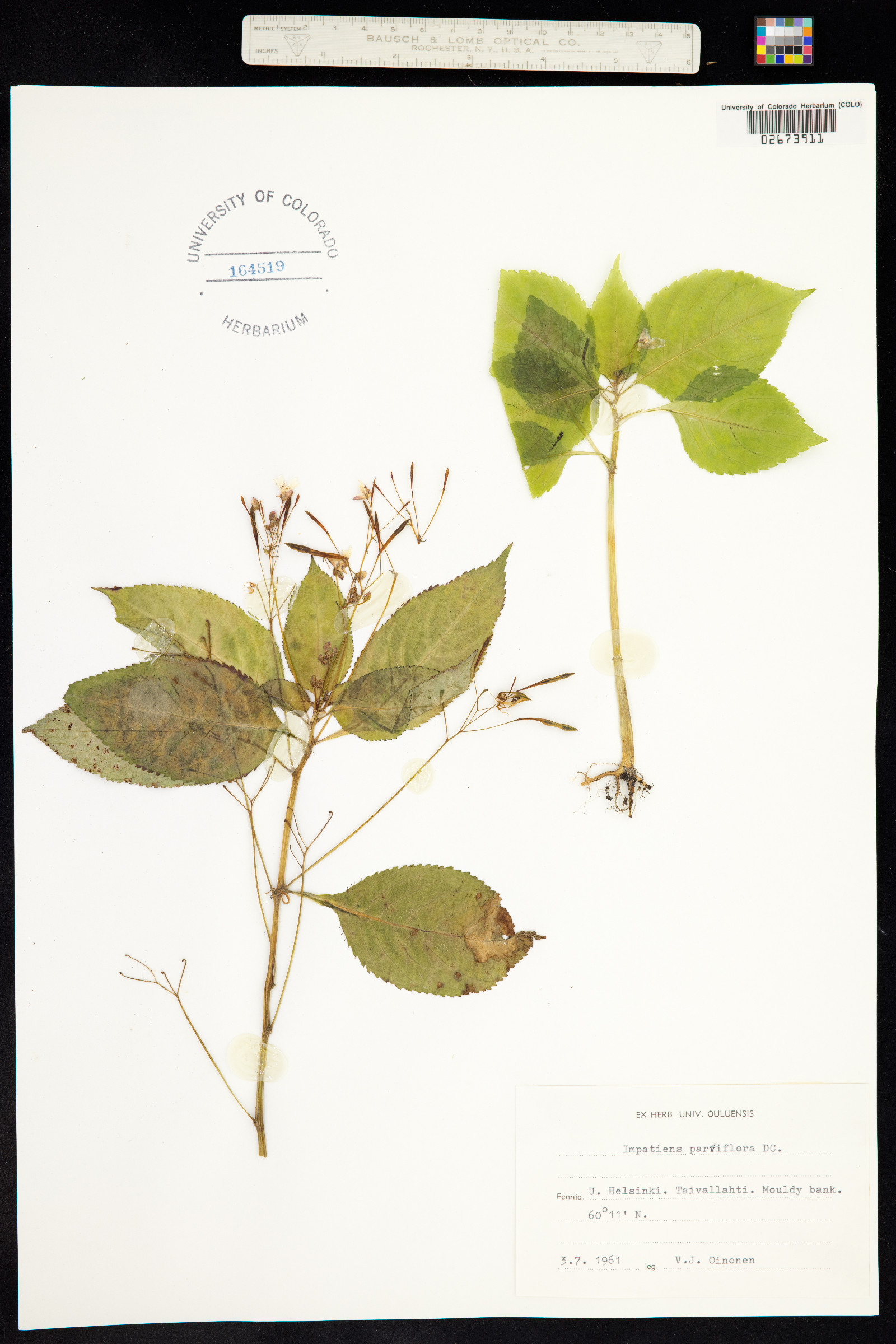 Impatiens parviflora image