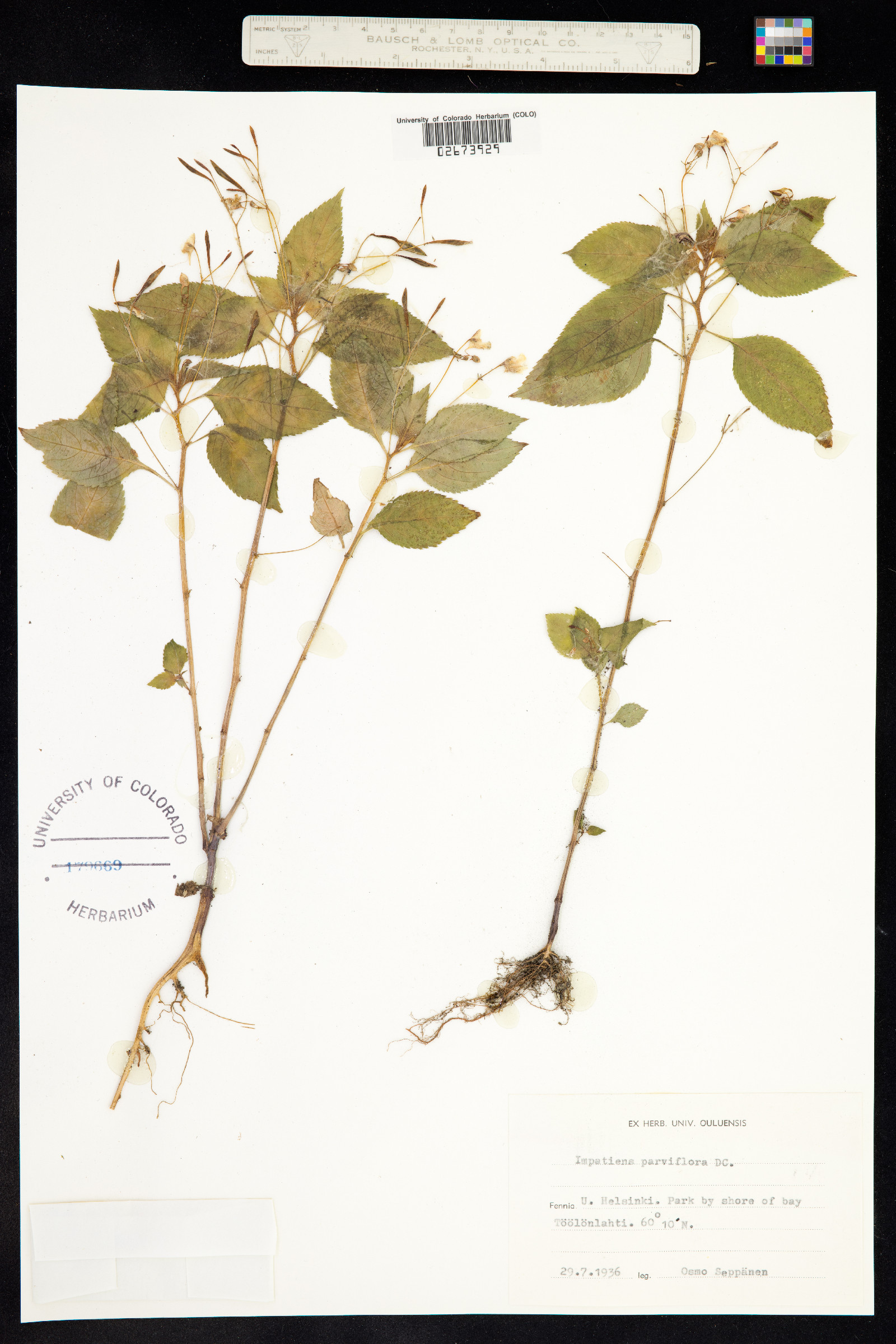 Impatiens parviflora image