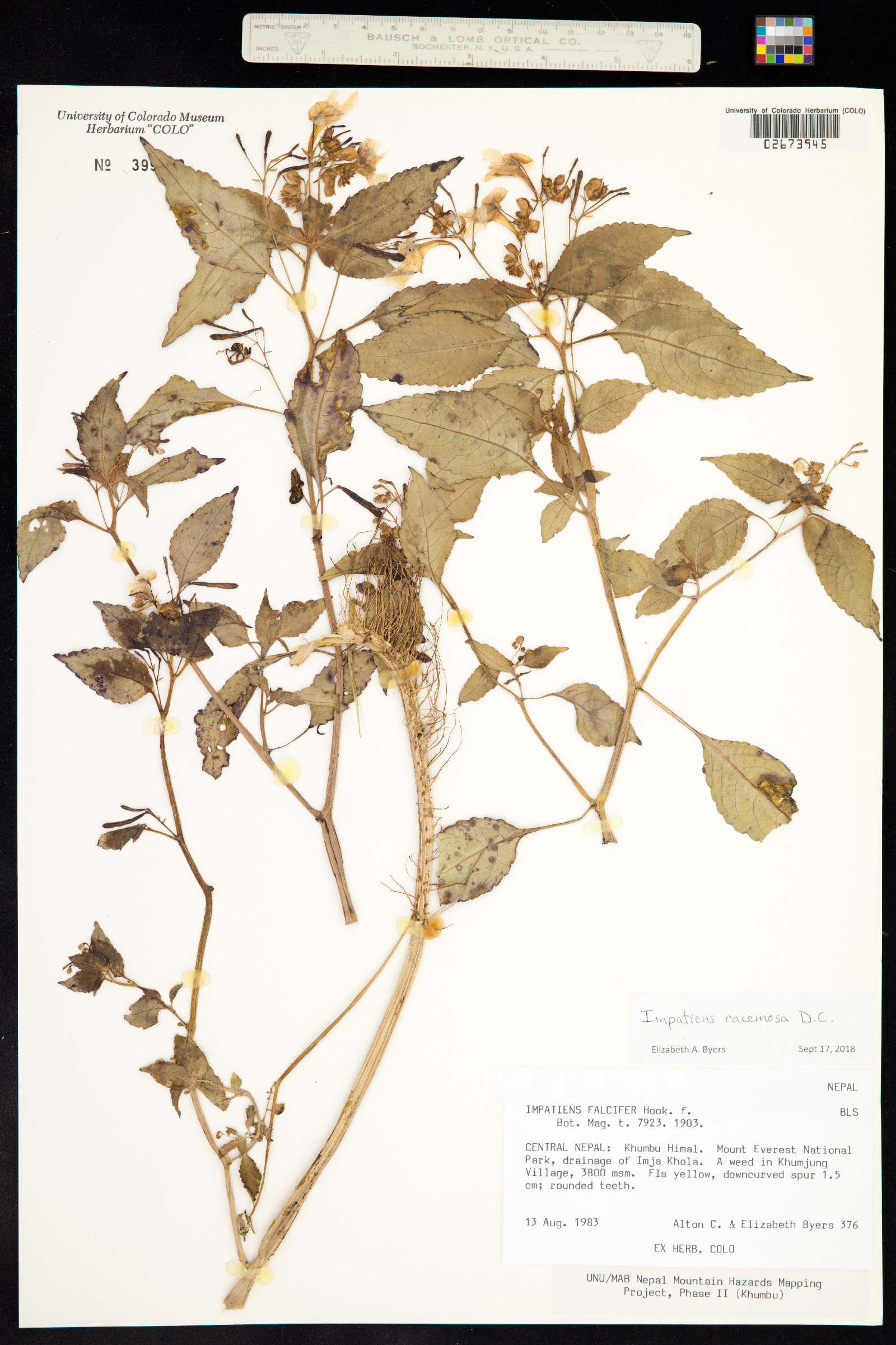 Impatiens racemosa image