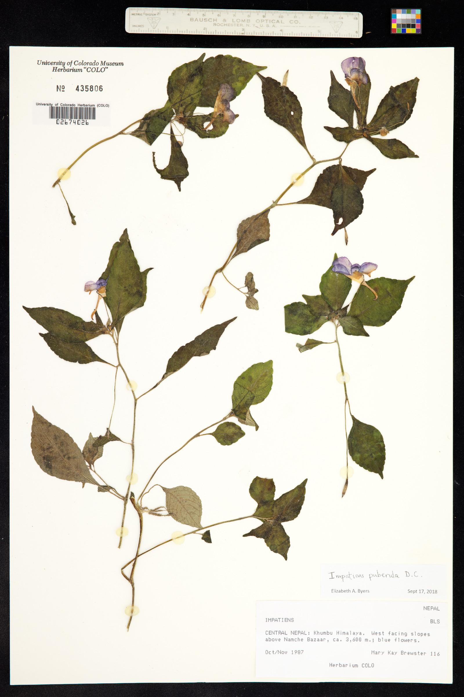 Impatiens puberula image