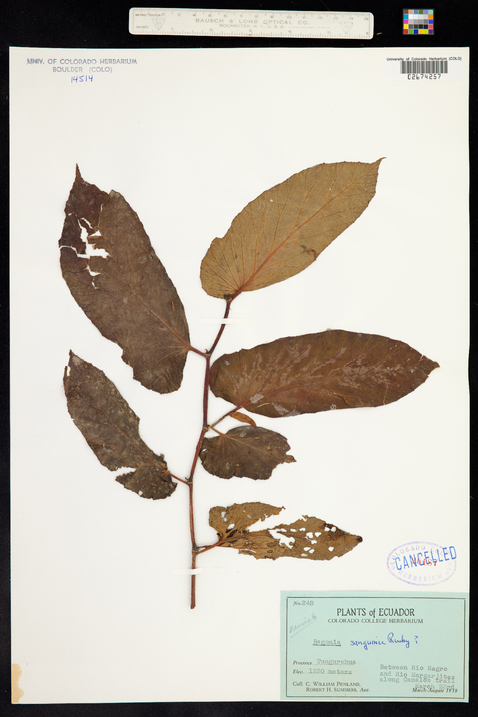 Begonia sanguinea image