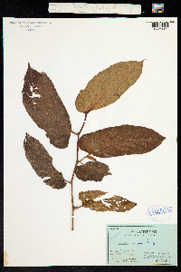 Begonia sanguinea image