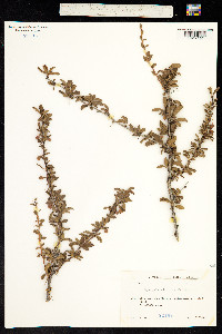 Berberis sibirica image