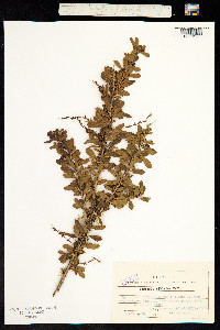 Berberis sibirica image