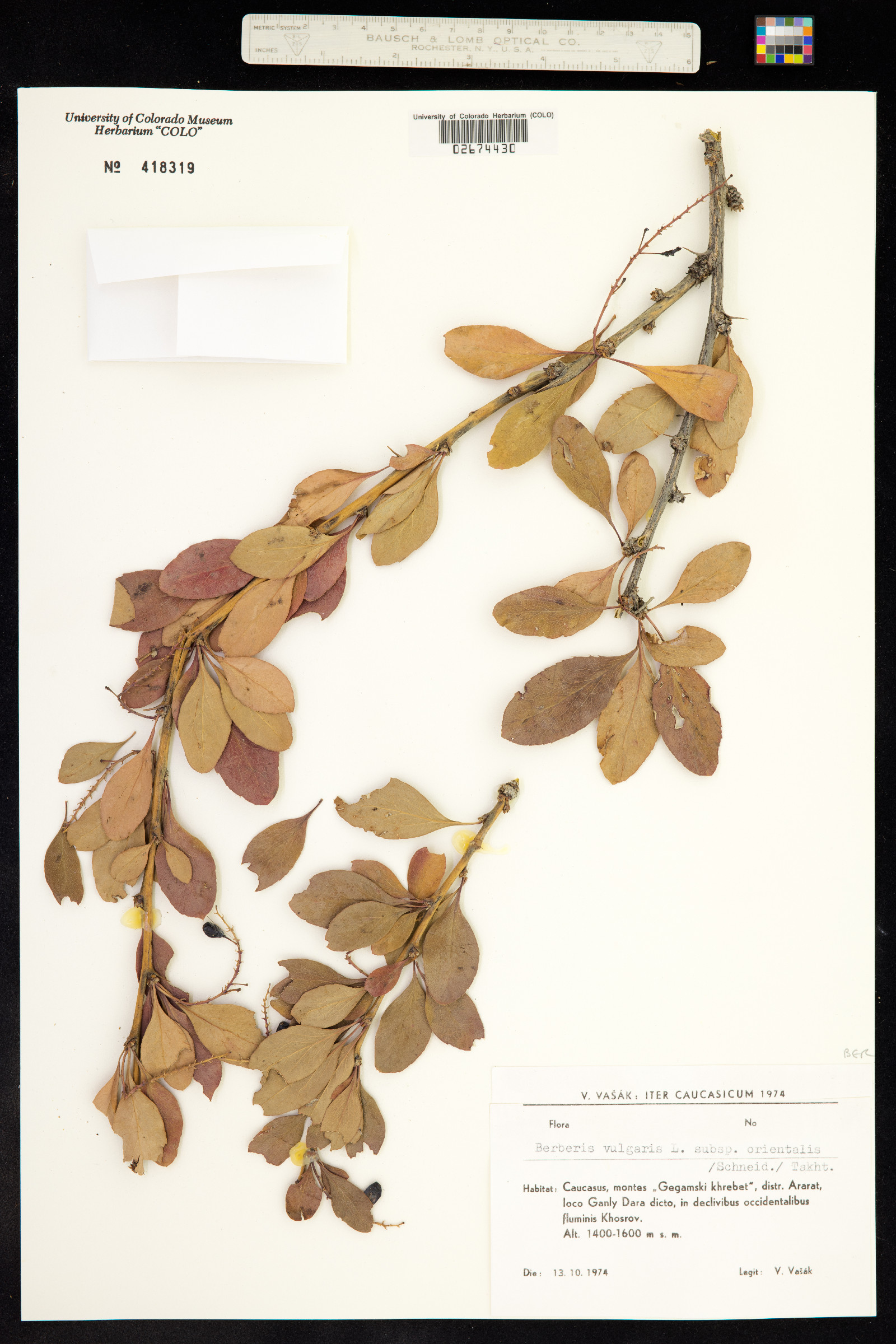 Berberis vulgaris image