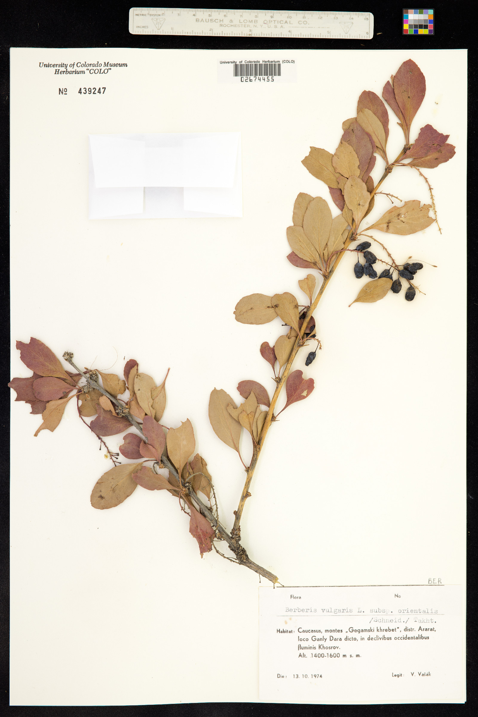 Berberis vulgaris image