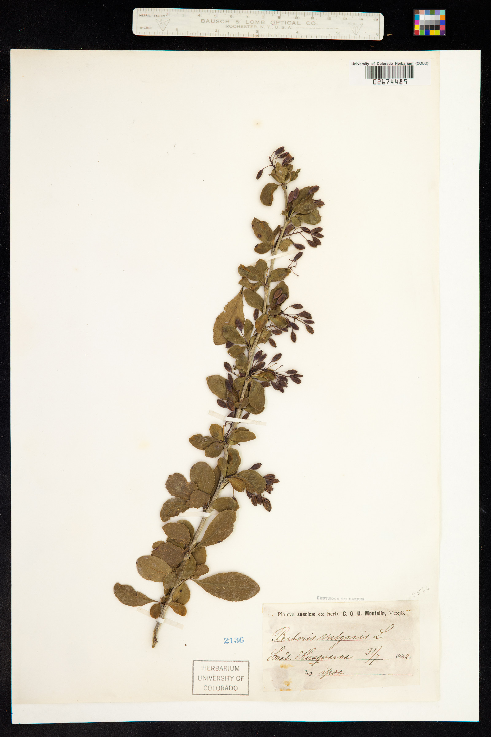 Berberis vulgaris image