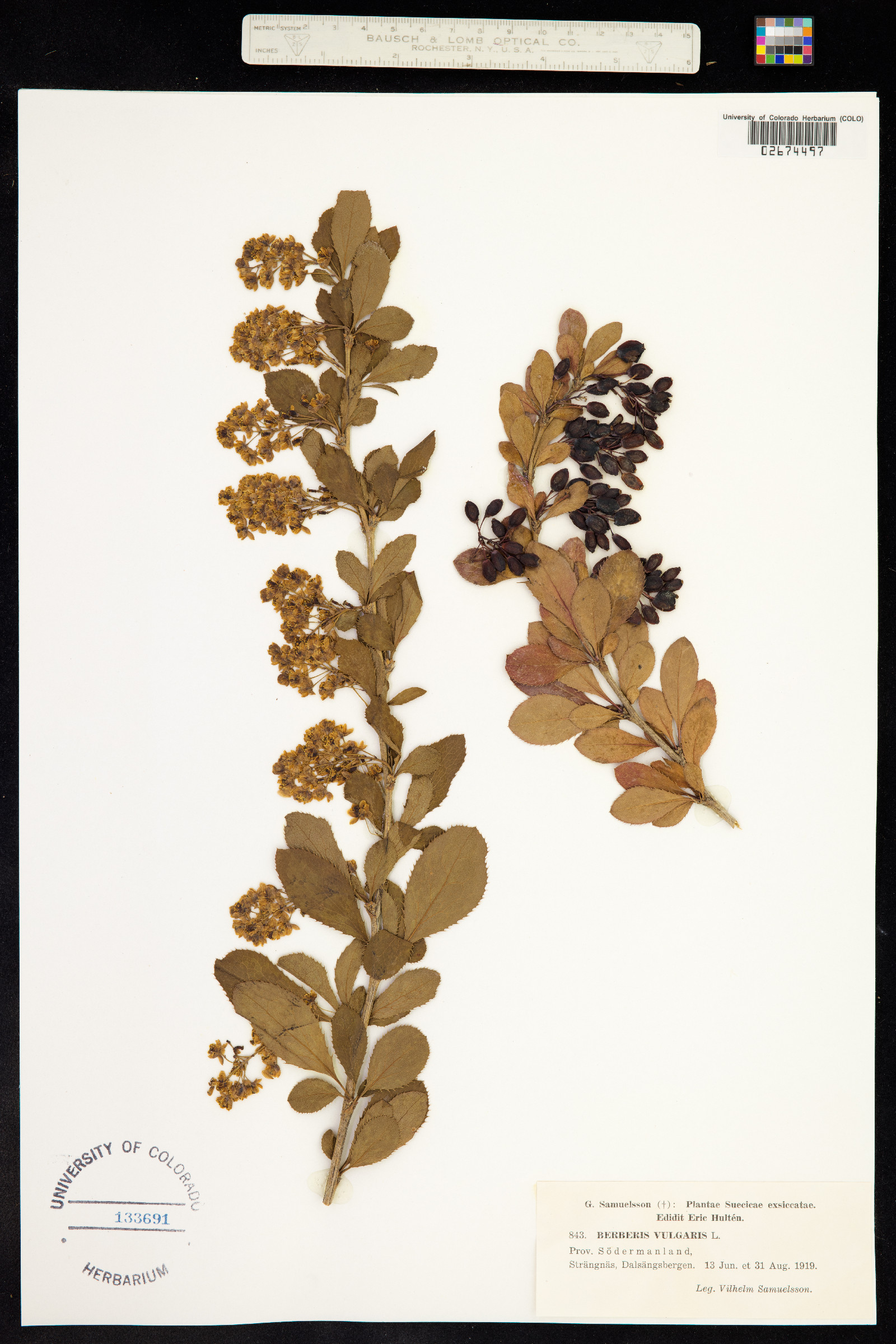 Berberis vulgaris image