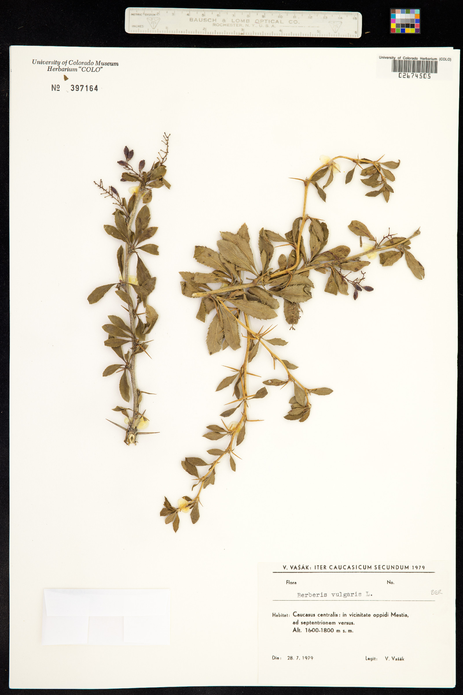 Berberis vulgaris image