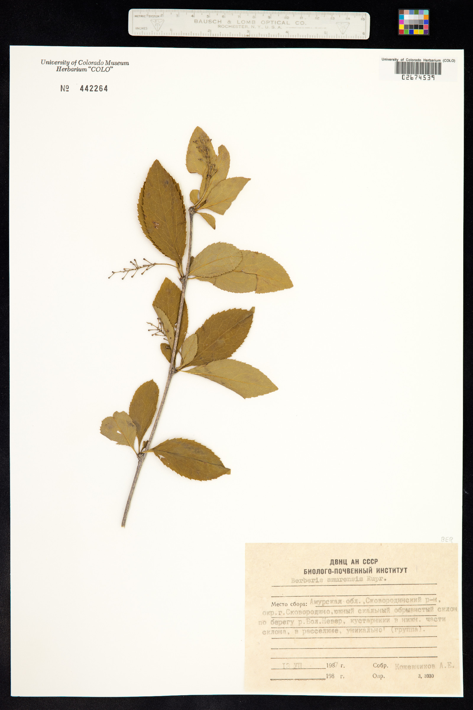 Berberis amurensis image