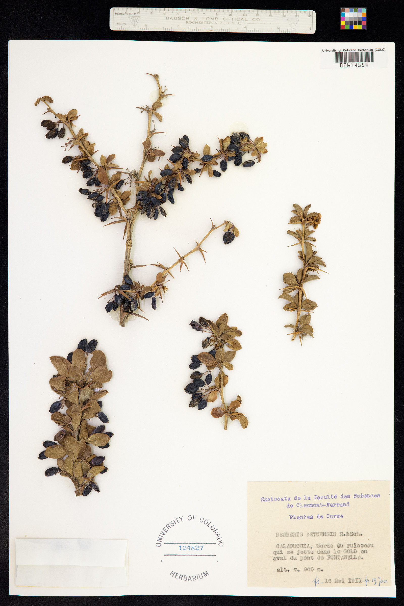 Berberis aetnensis image