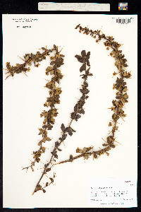 Berberis buxifolia image