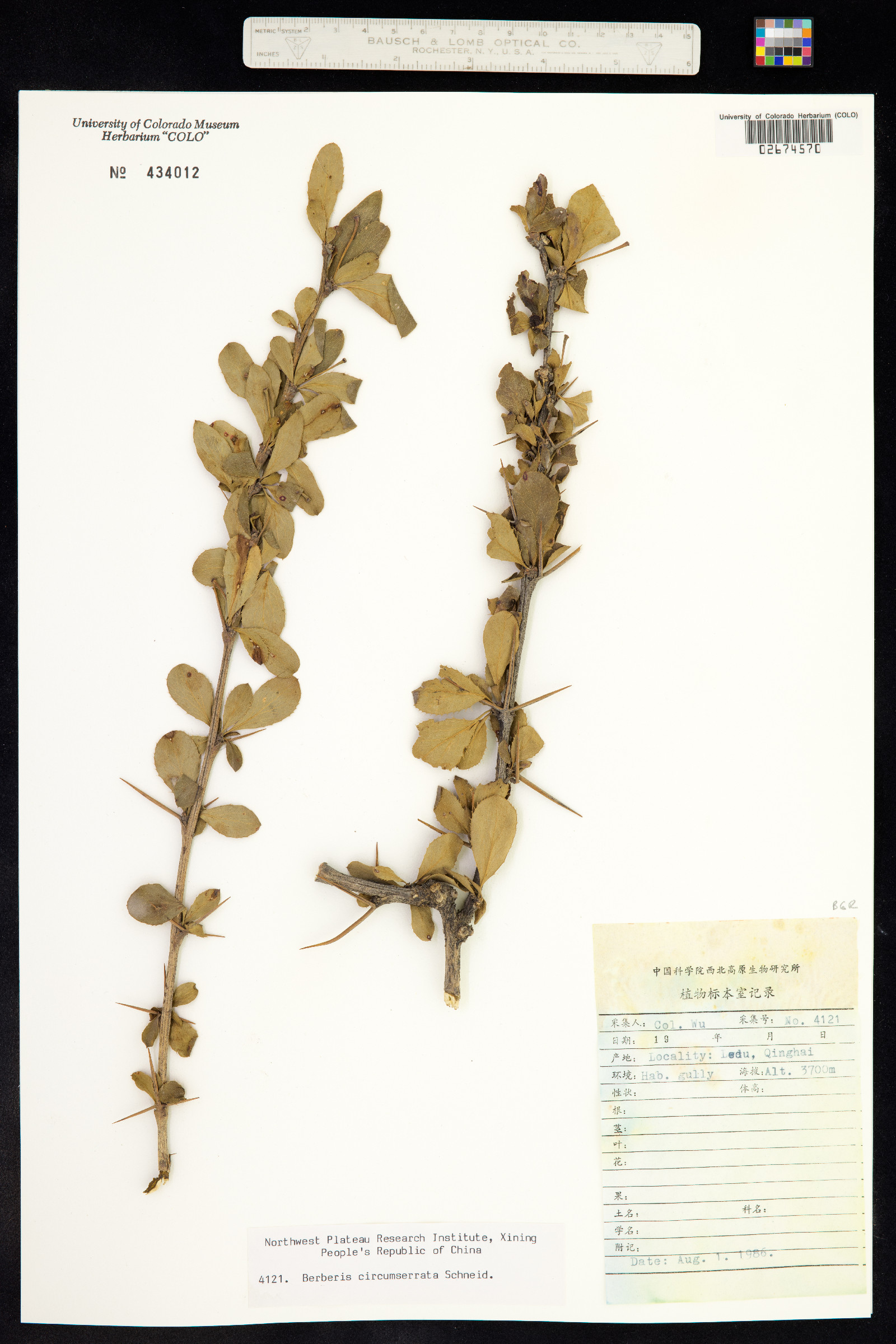 Berberis circumserrata image