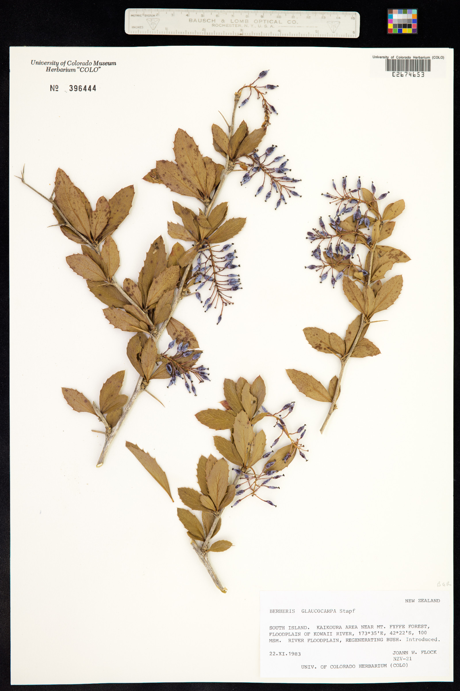 Berberis glaucocarpa thumbnail