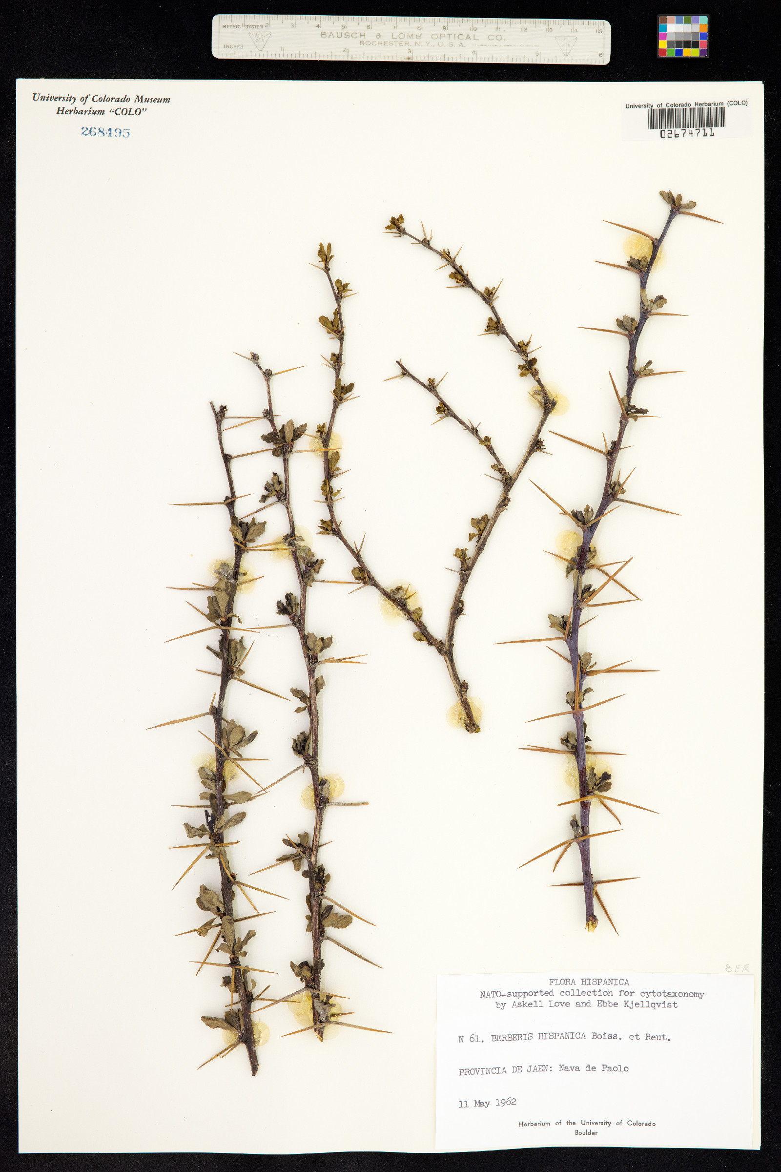Berberis hispanica image