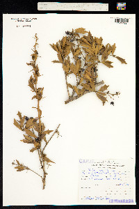 Berberis ruscifolia image
