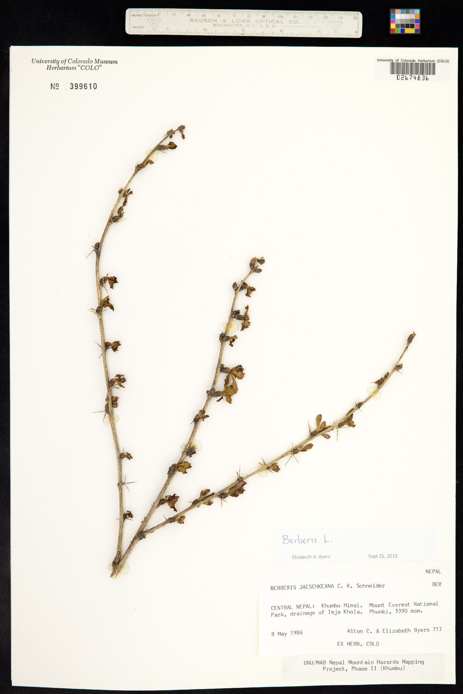 Berberidaceae image
