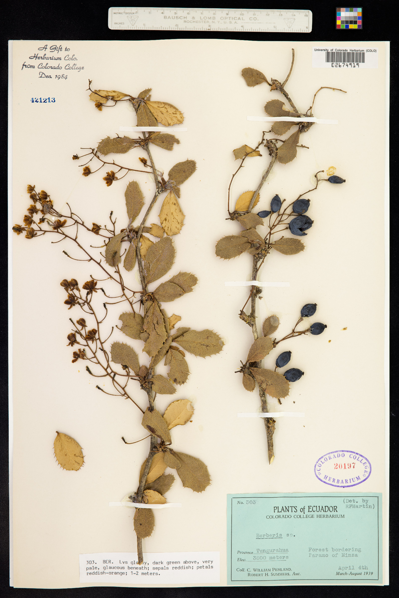 Berberis image