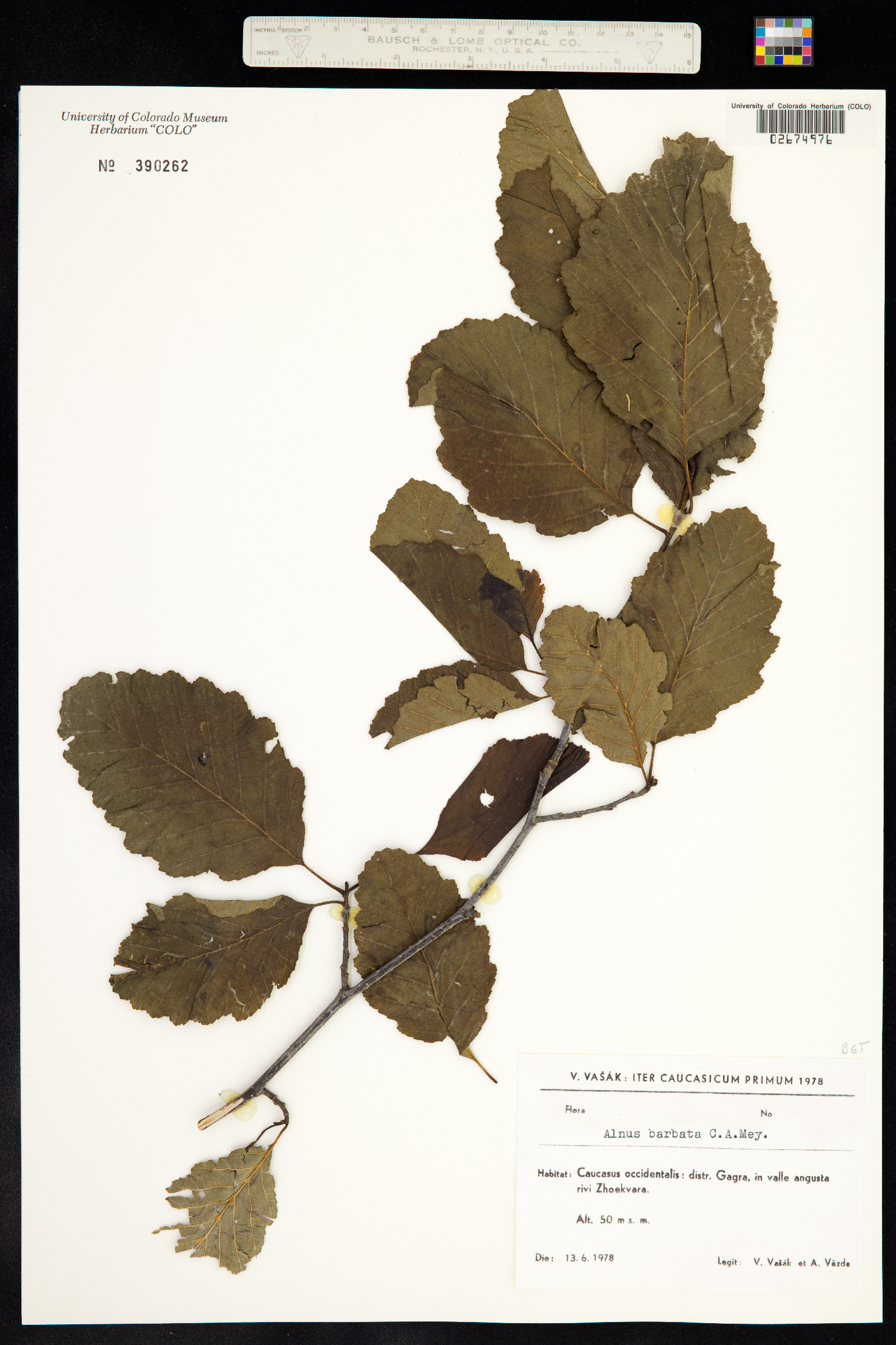 Alnus barbata image