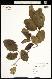 Alnus glutinosa subsp. barbata image