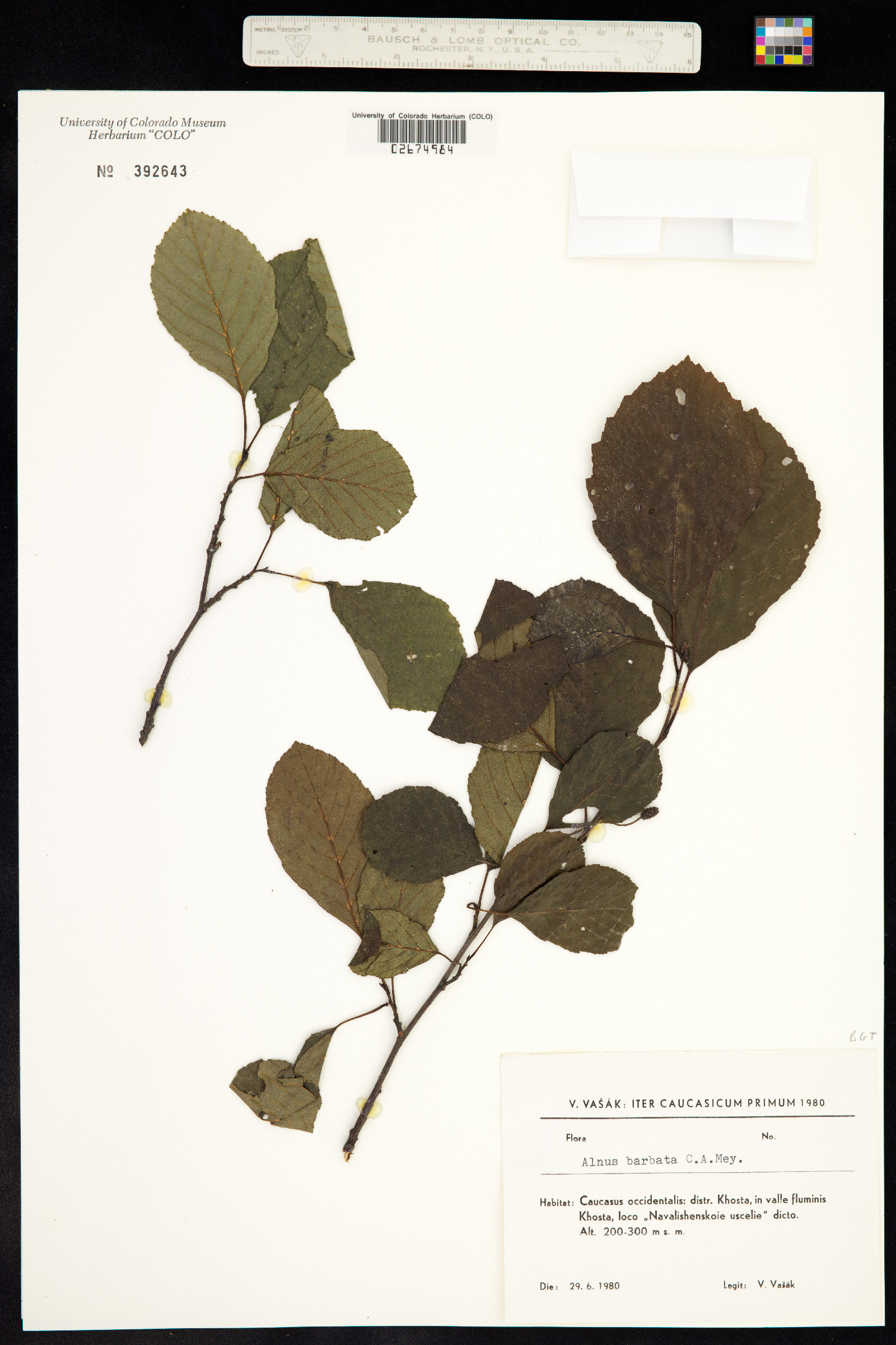 Alnus barbata image