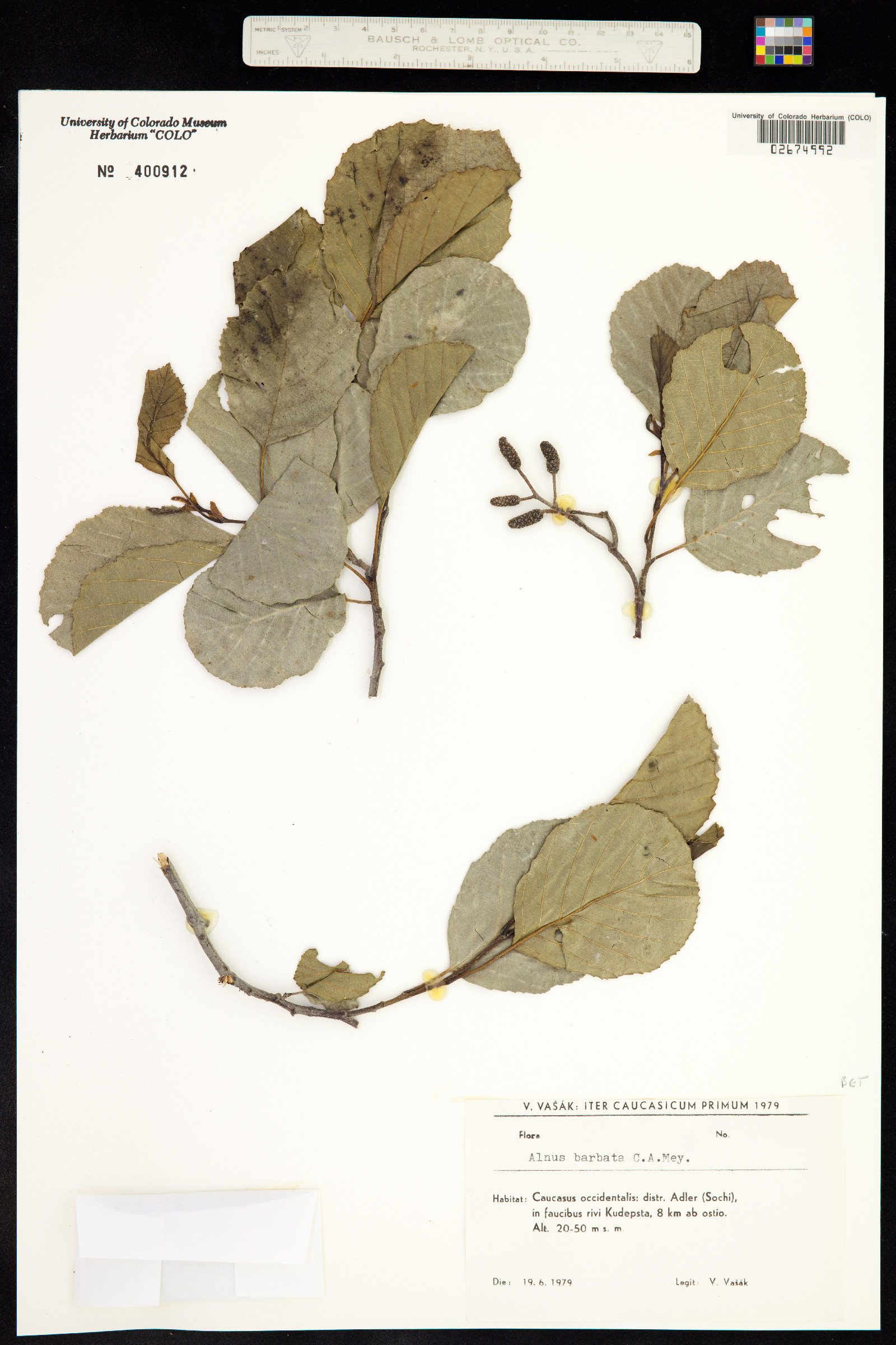 Alnus barbata image