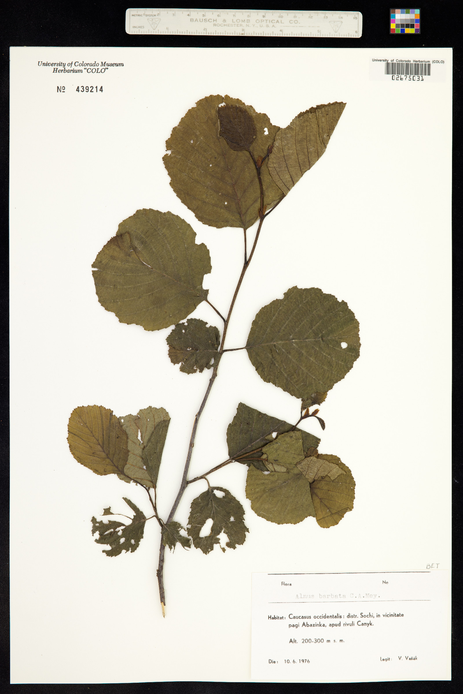 Alnus barbata image