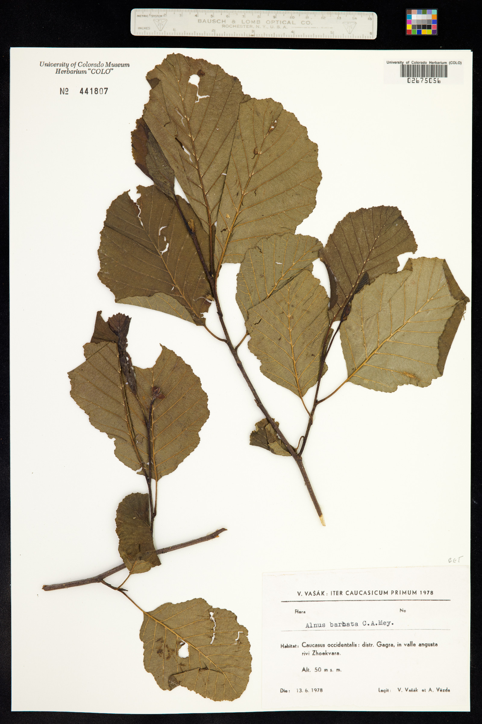 Alnus barbata image