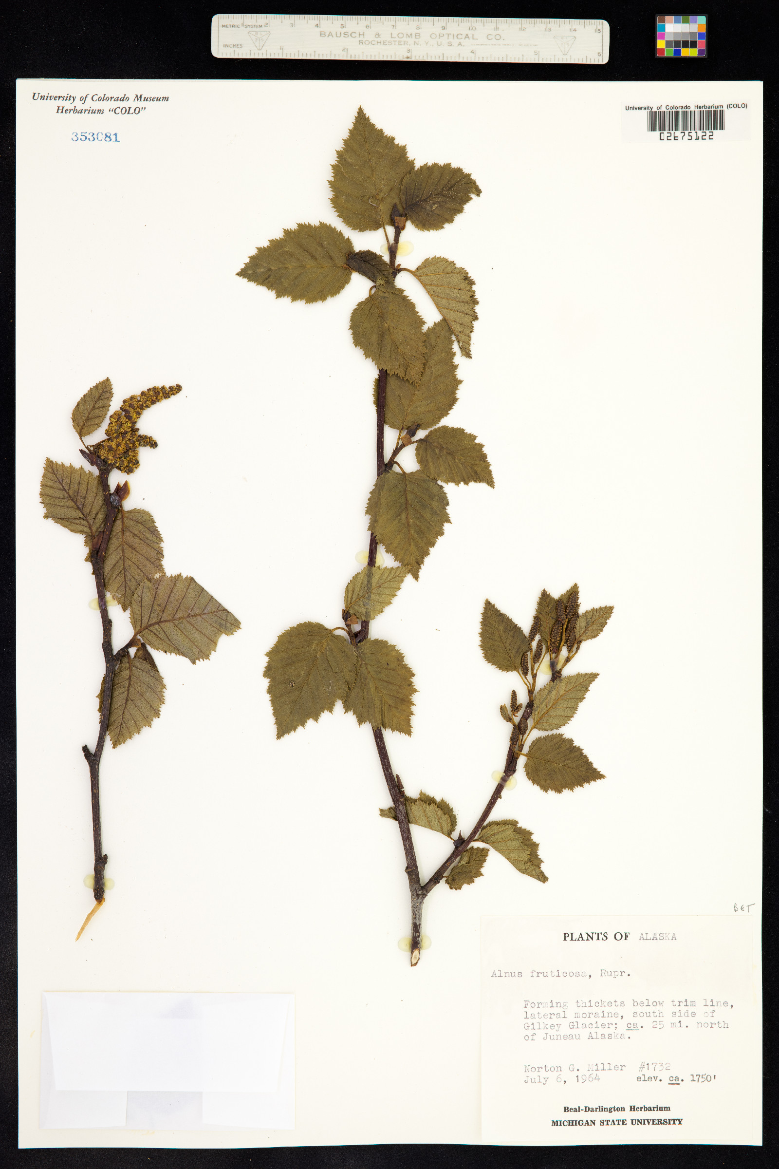 Alnus fruticosa image