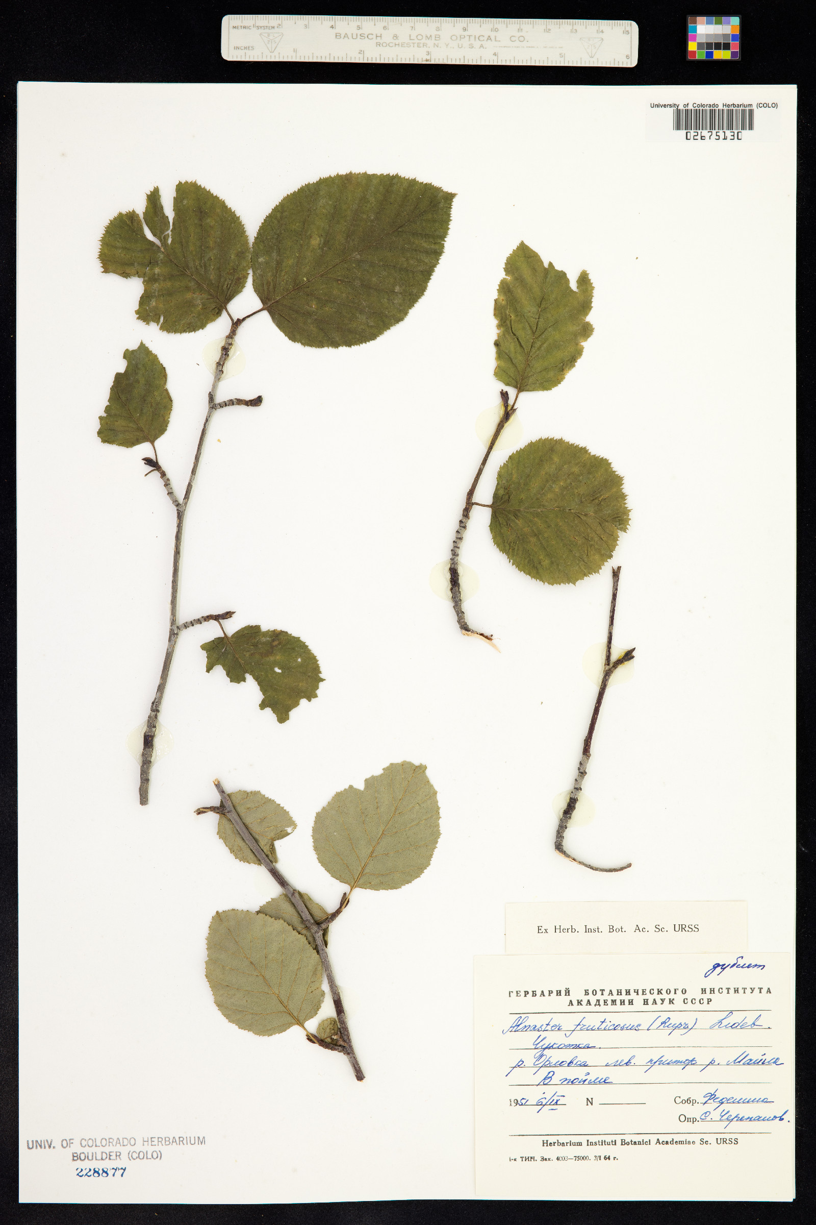 Alnus fruticosa image