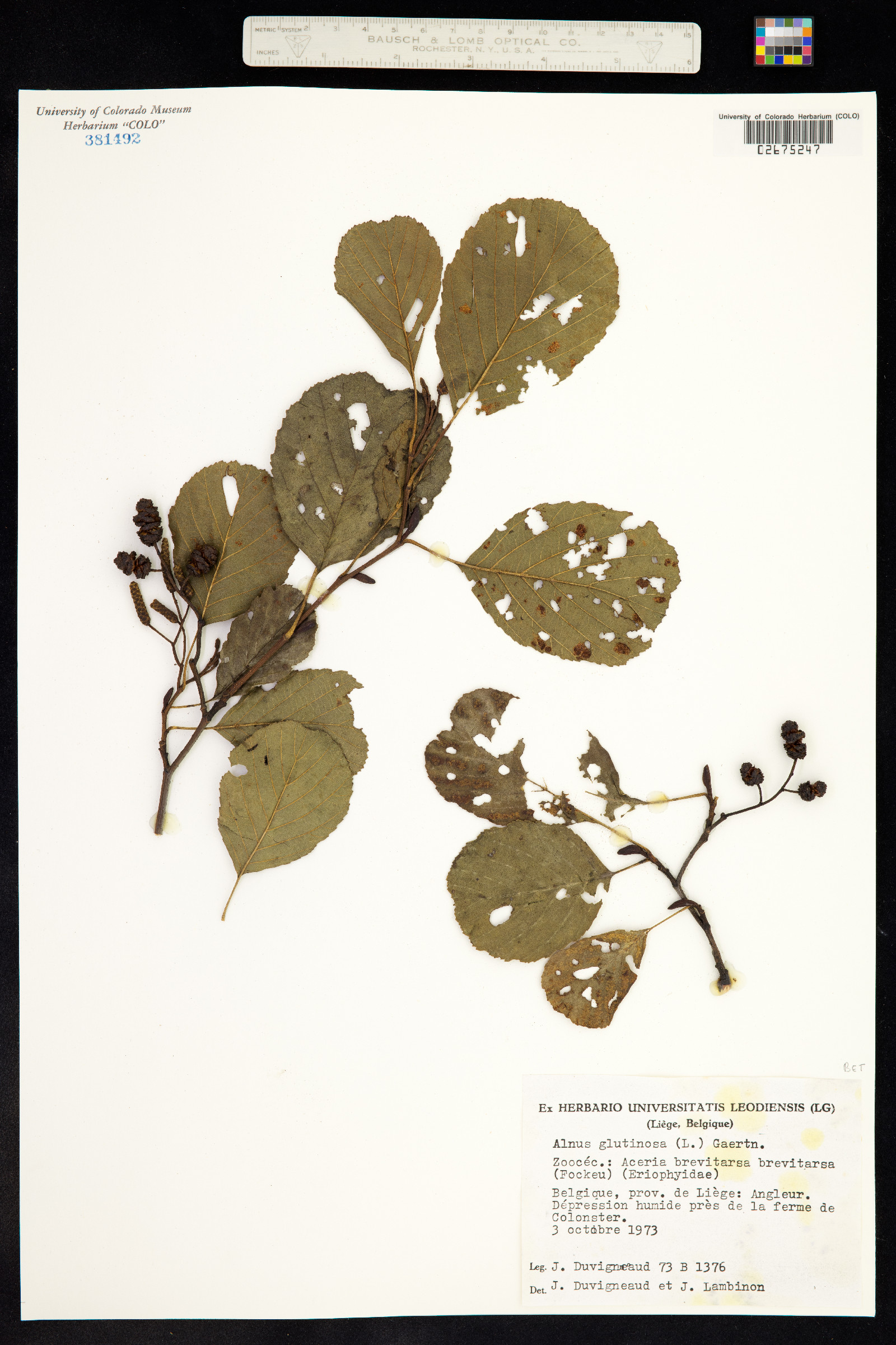 Alnus glutinosa image
