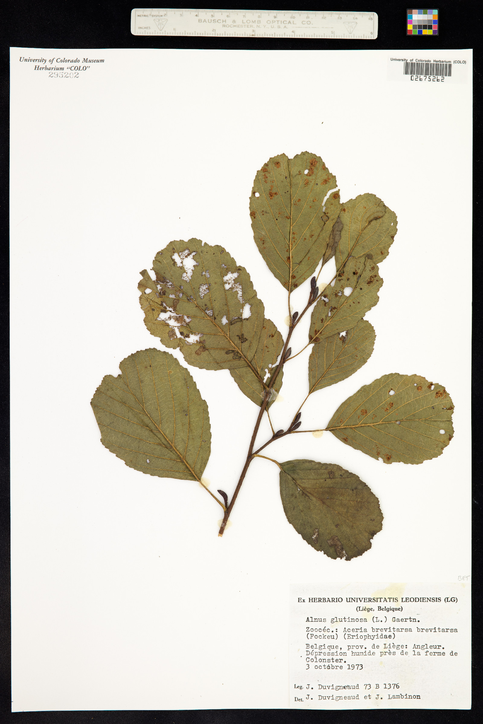 Alnus glutinosa image