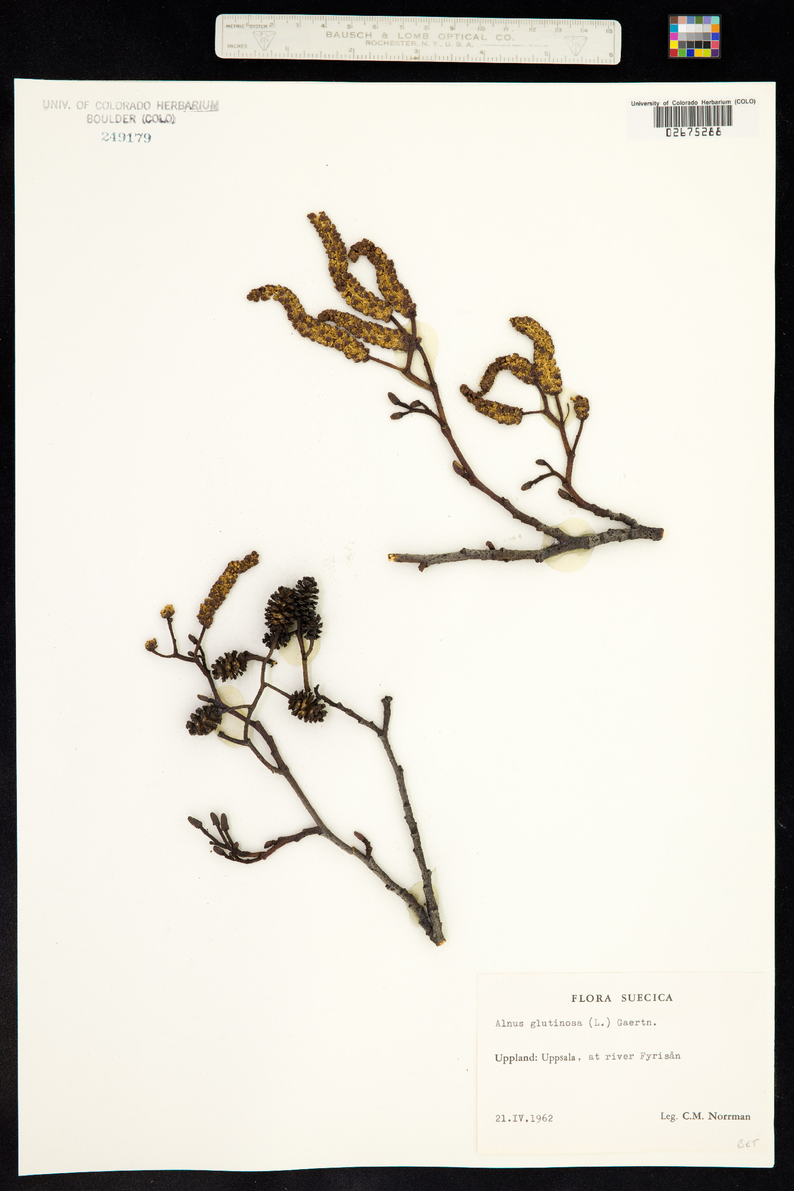 Alnus glutinosa image