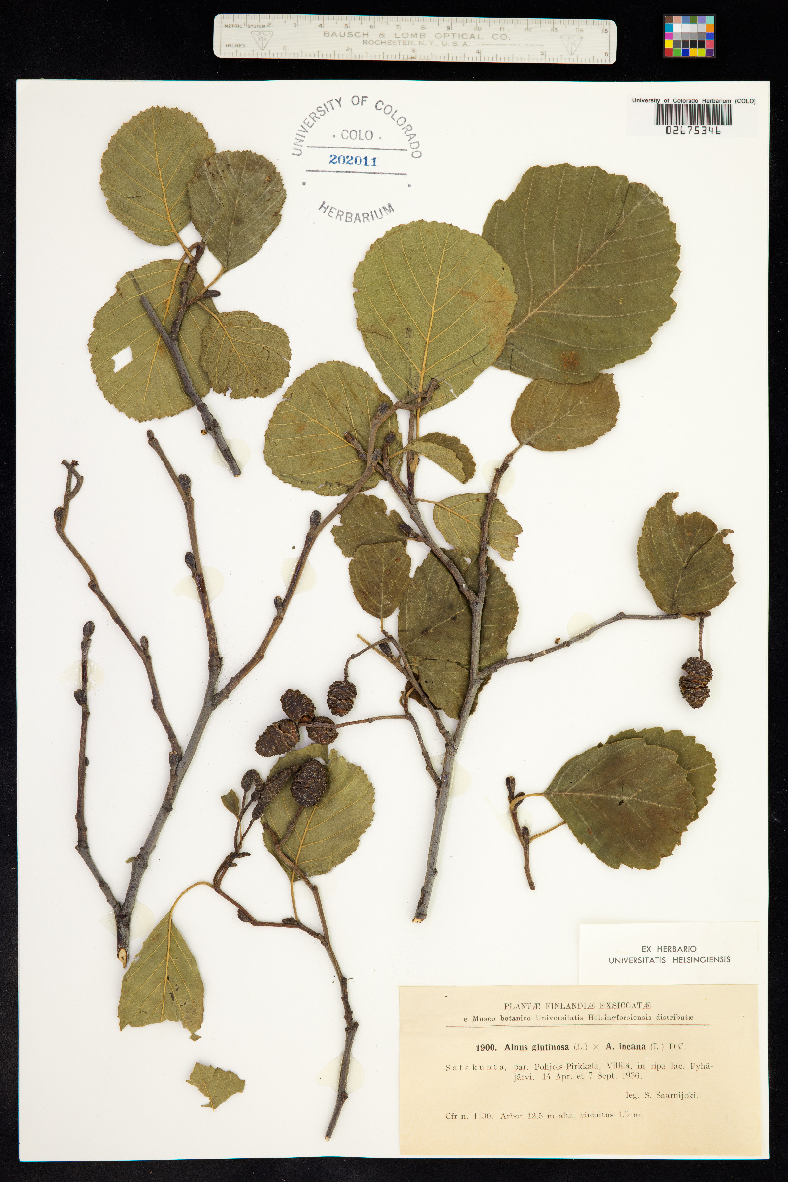 Alnus glutinosa image